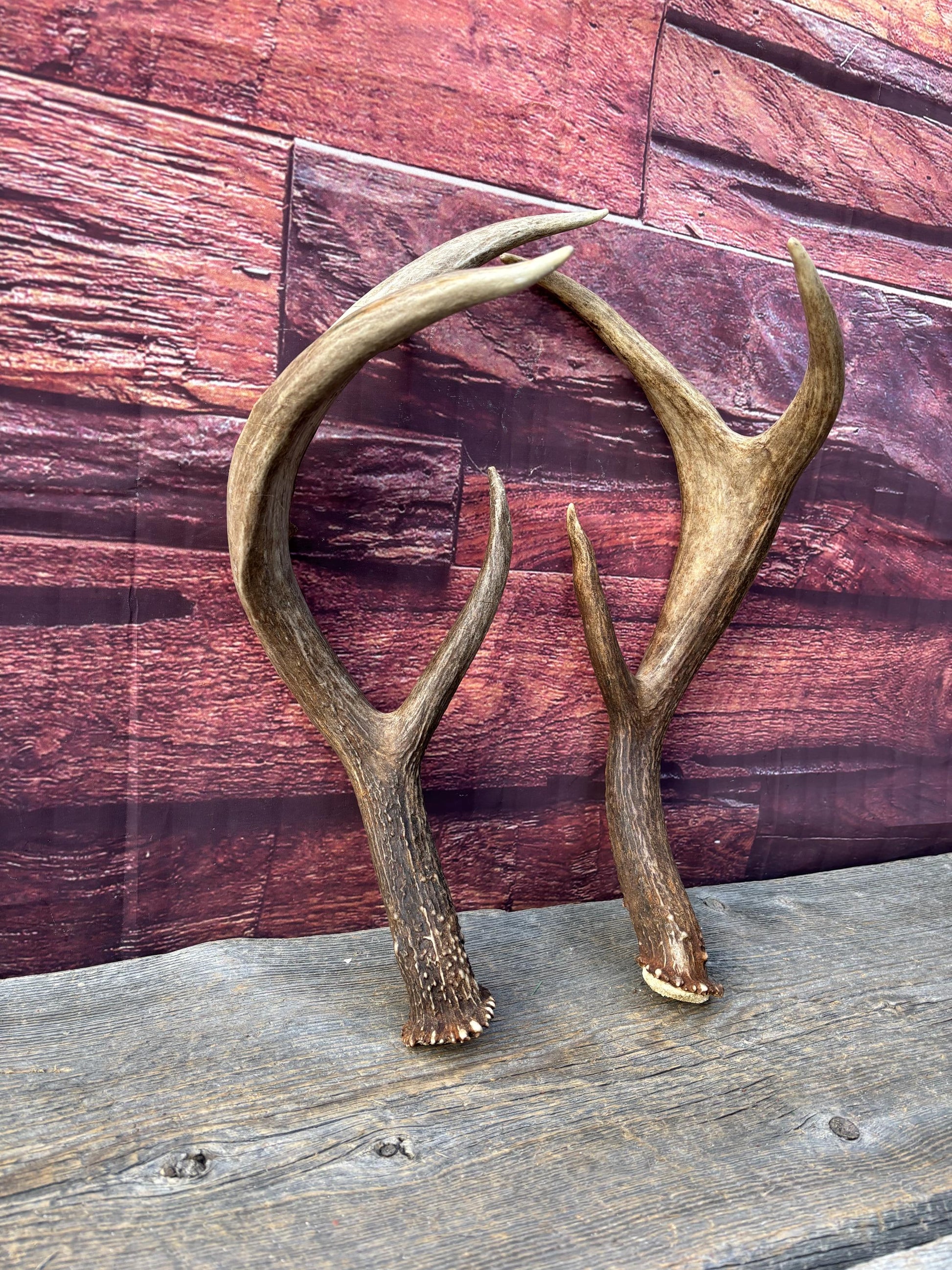 Albertan White-tailed Deer Antlers. Massive and Impressive Matching "high-horned" Set