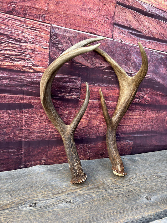 Albertan White-tailed Deer Antlers. Massive and Impressive Matching "high-horned" Set