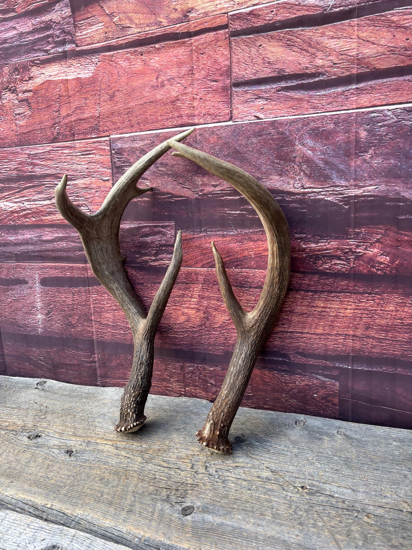 Albertan White-tailed Deer Antlers. Massive and Impressive Matching "high-horned" Set