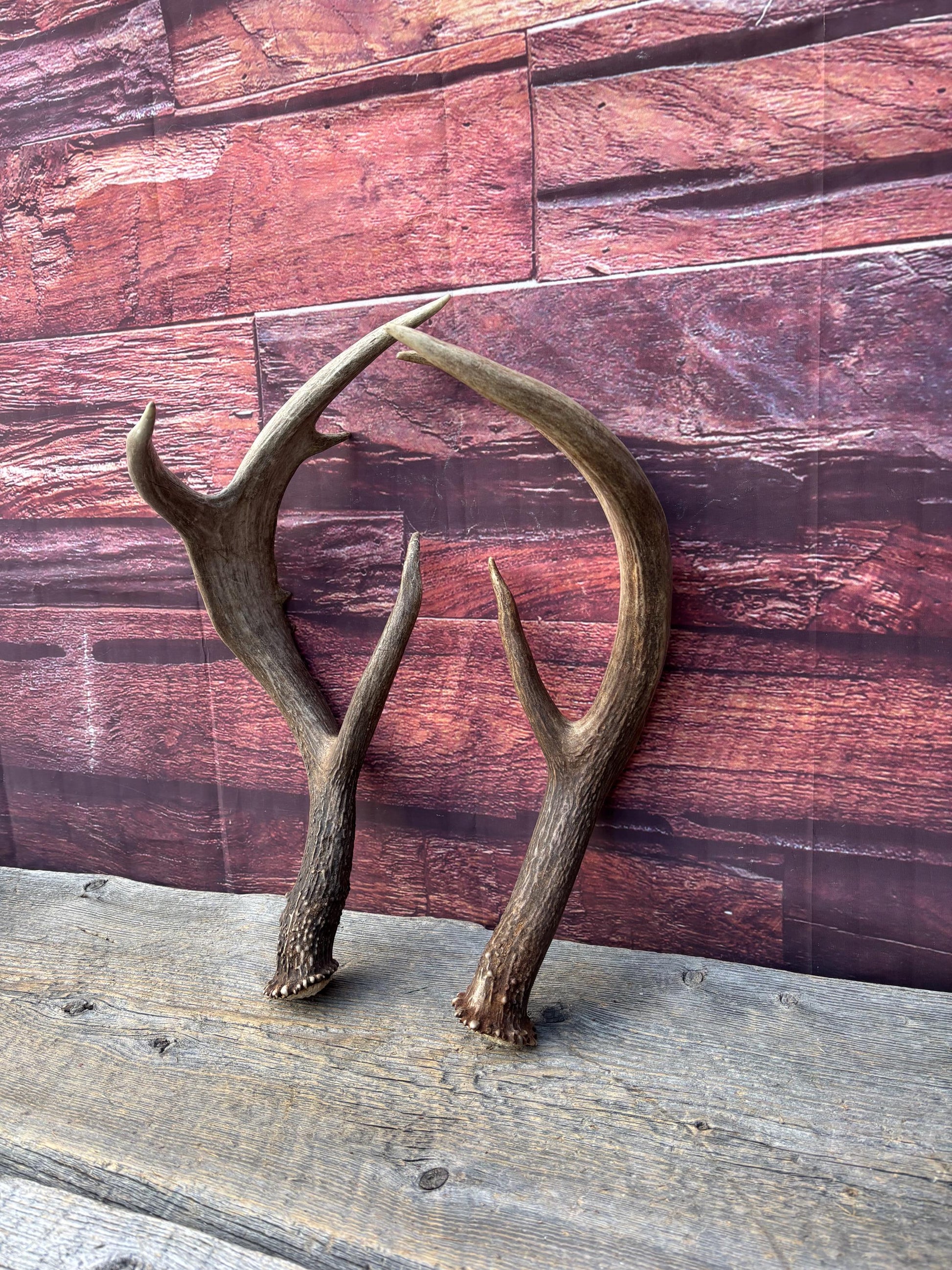 Albertan White-tailed Deer Antlers. Massive and Impressive Matching "high-horned" Set