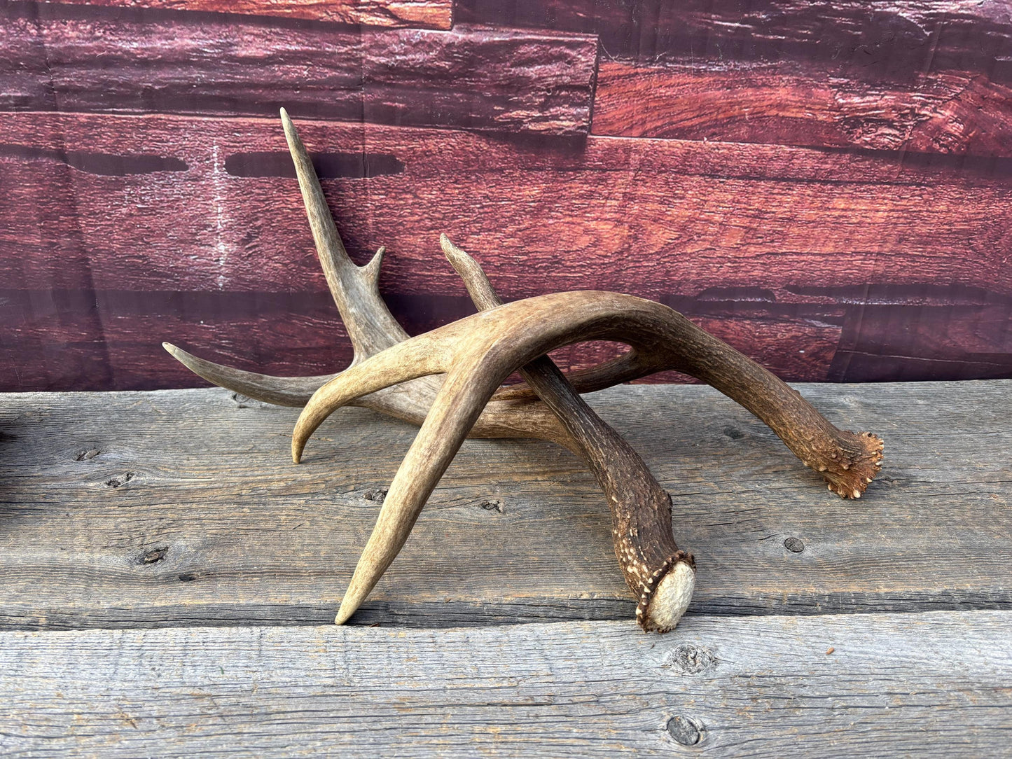 Albertan White-tailed Deer Antlers. Massive and Impressive Matching "high-horned" Set