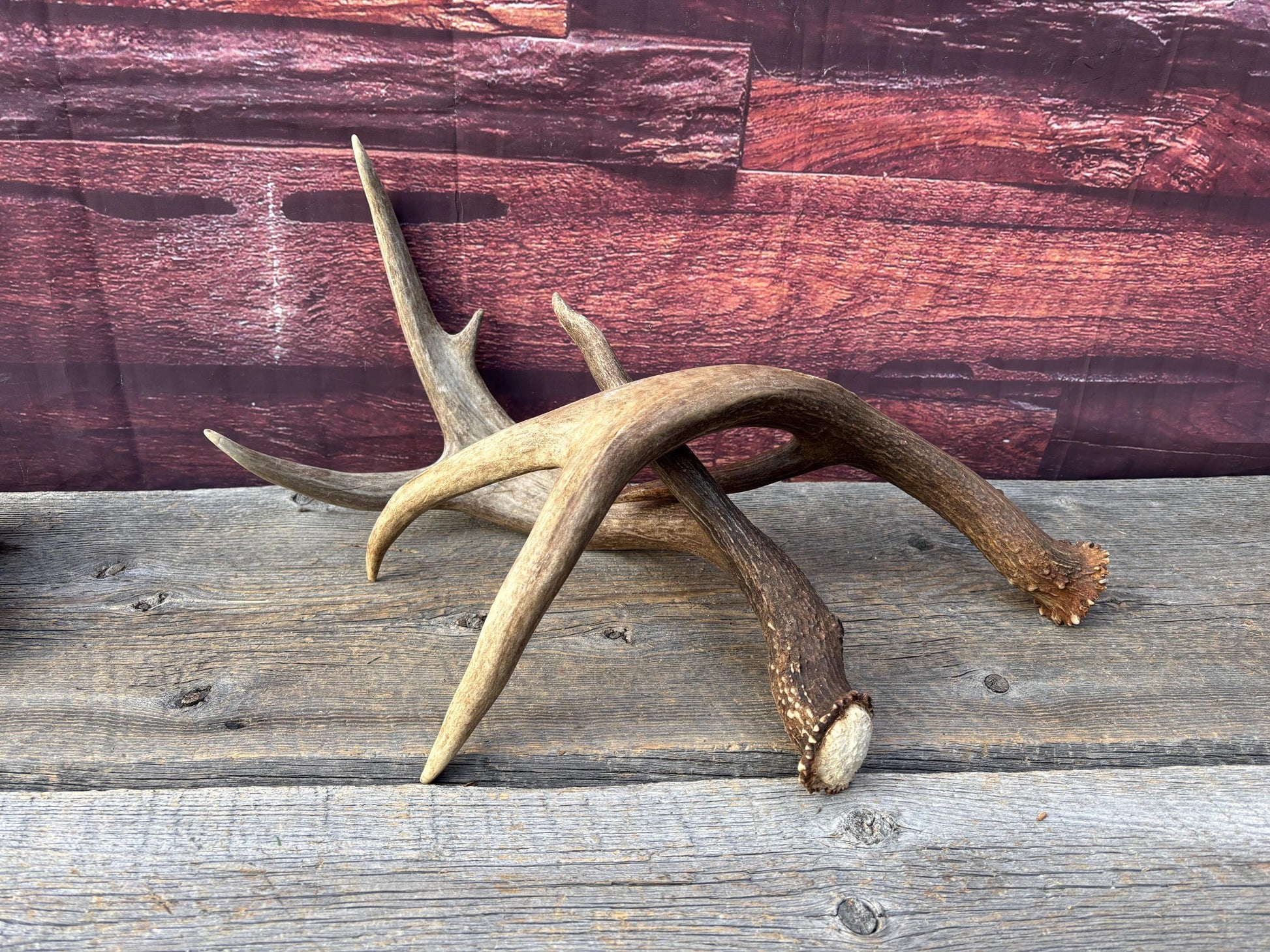 Albertan White-tailed Deer Antlers. Massive and Impressive Matching "high-horned" Set