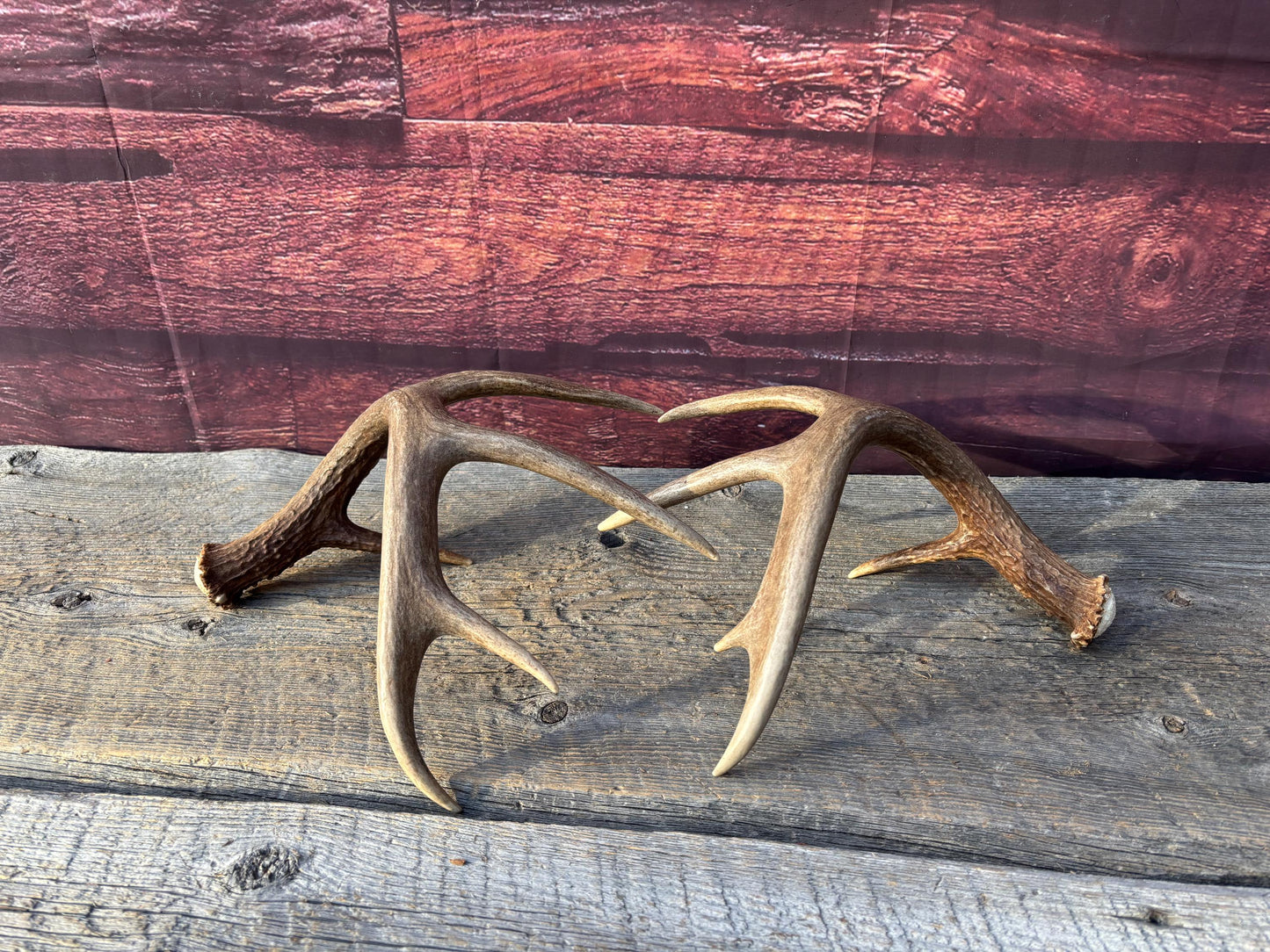 Matched Albertan White-tailed Deer Antlers. Super classic 10-pt Set