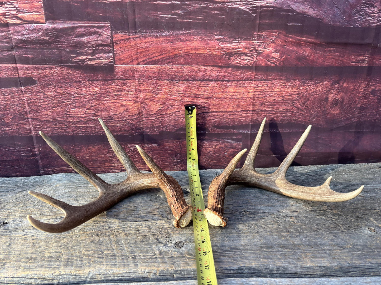Matched Albertan White-tailed Deer Antlers. Super classic 10-pt Set