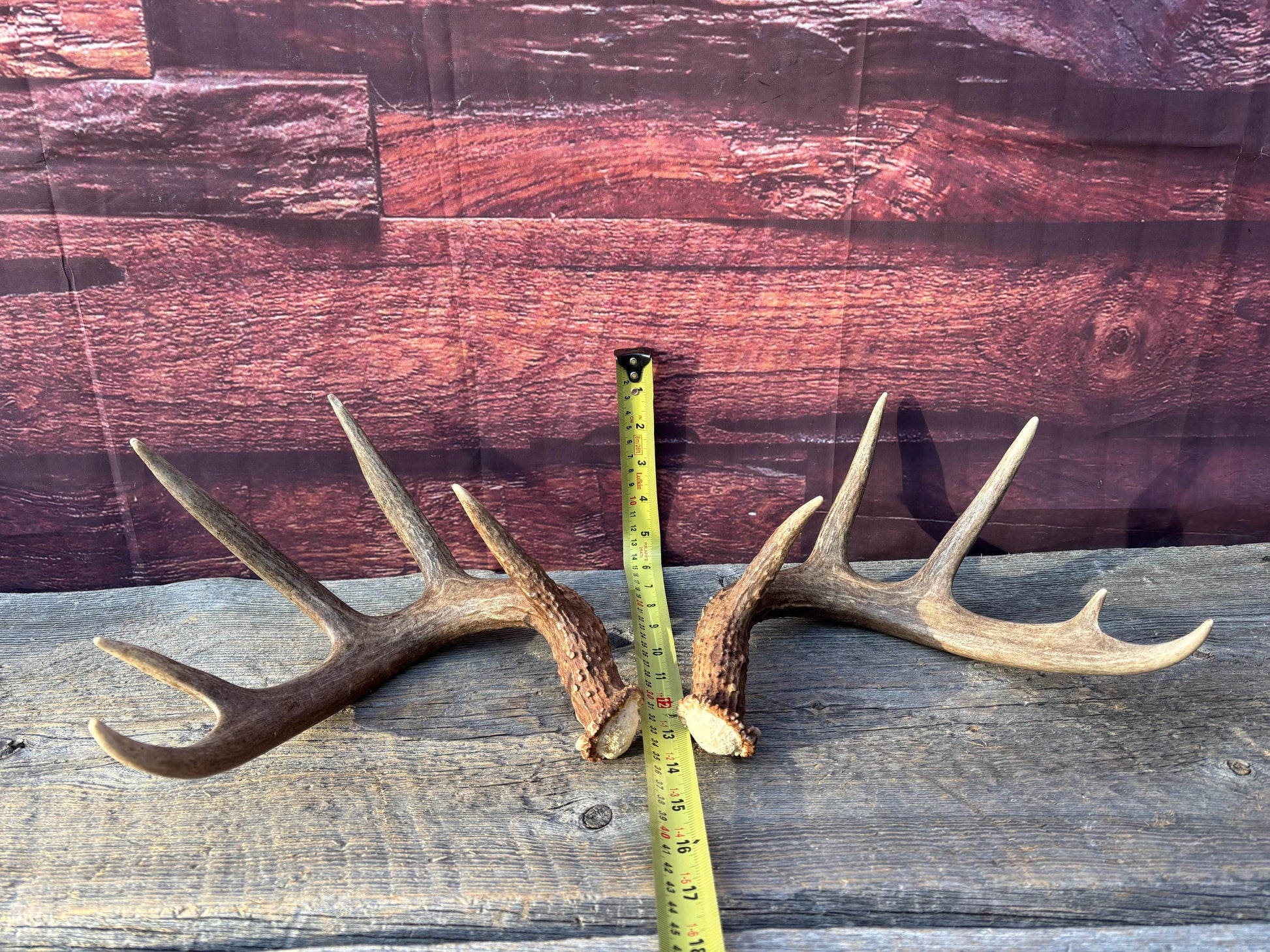 Matched Albertan White-tailed Deer Antlers. Super classic 10-pt Set