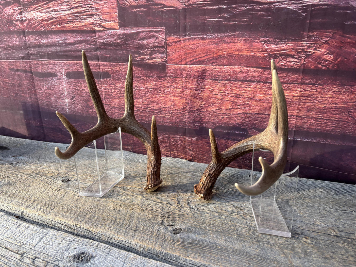 Matched Albertan White-tailed Deer Antlers. Super classic 10-pt Set