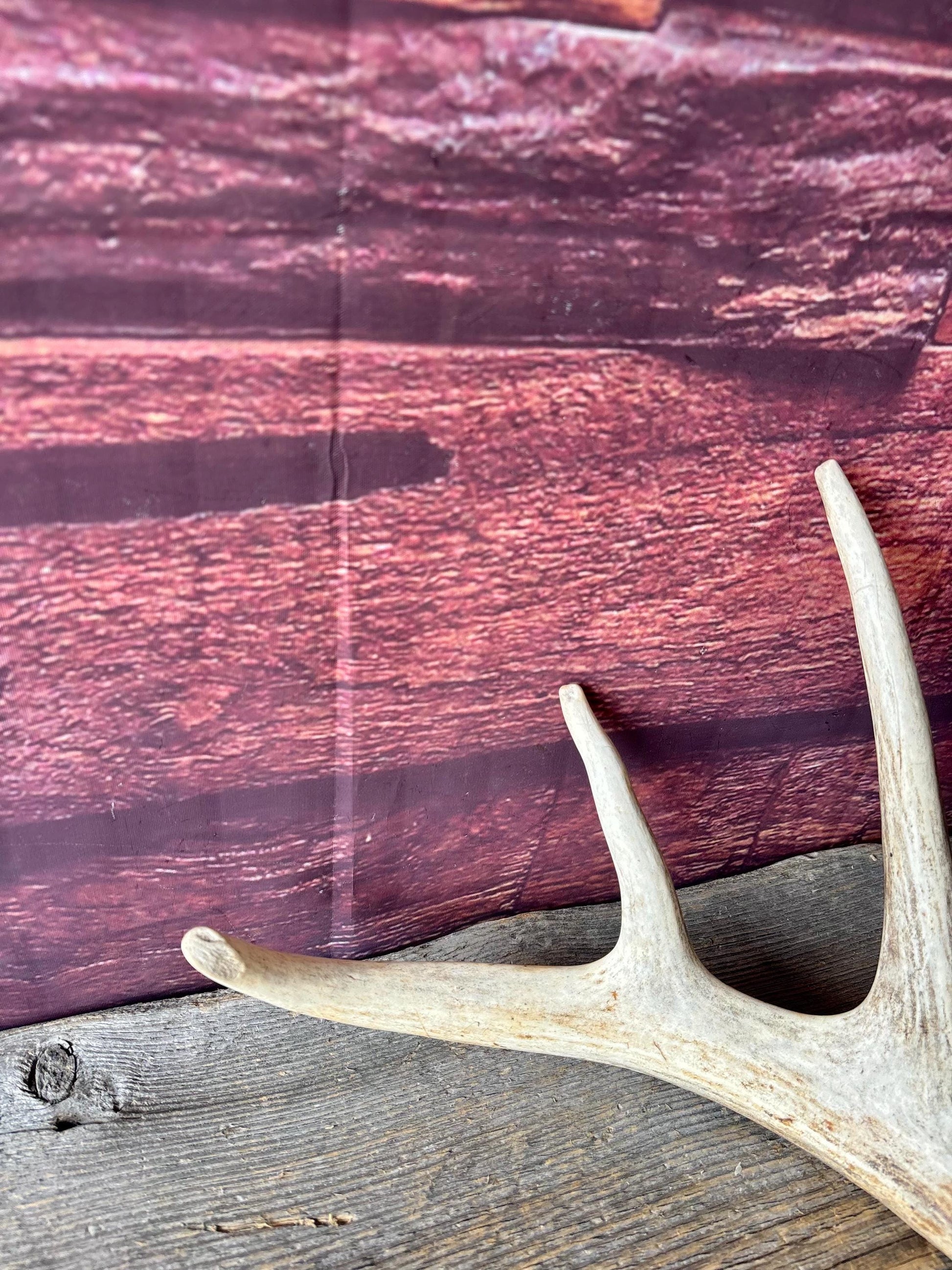 Incredible White-tailed deer Antler. Large, Deer Shed for Decor, Design, Crafting and More!