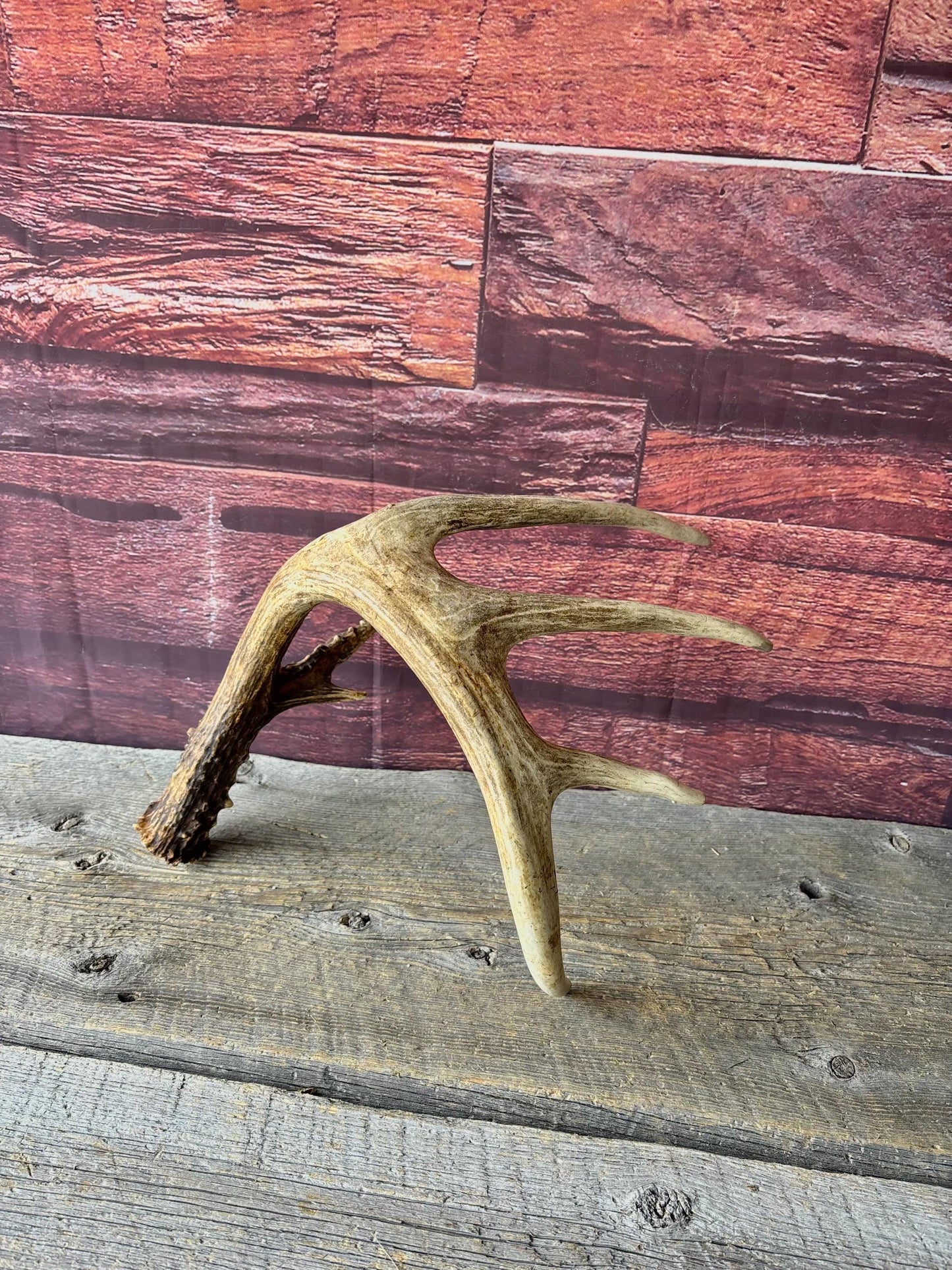 Incredible White-tailed deer Antler. Large, Deer Shed for Decor, Design, Crafting and More!