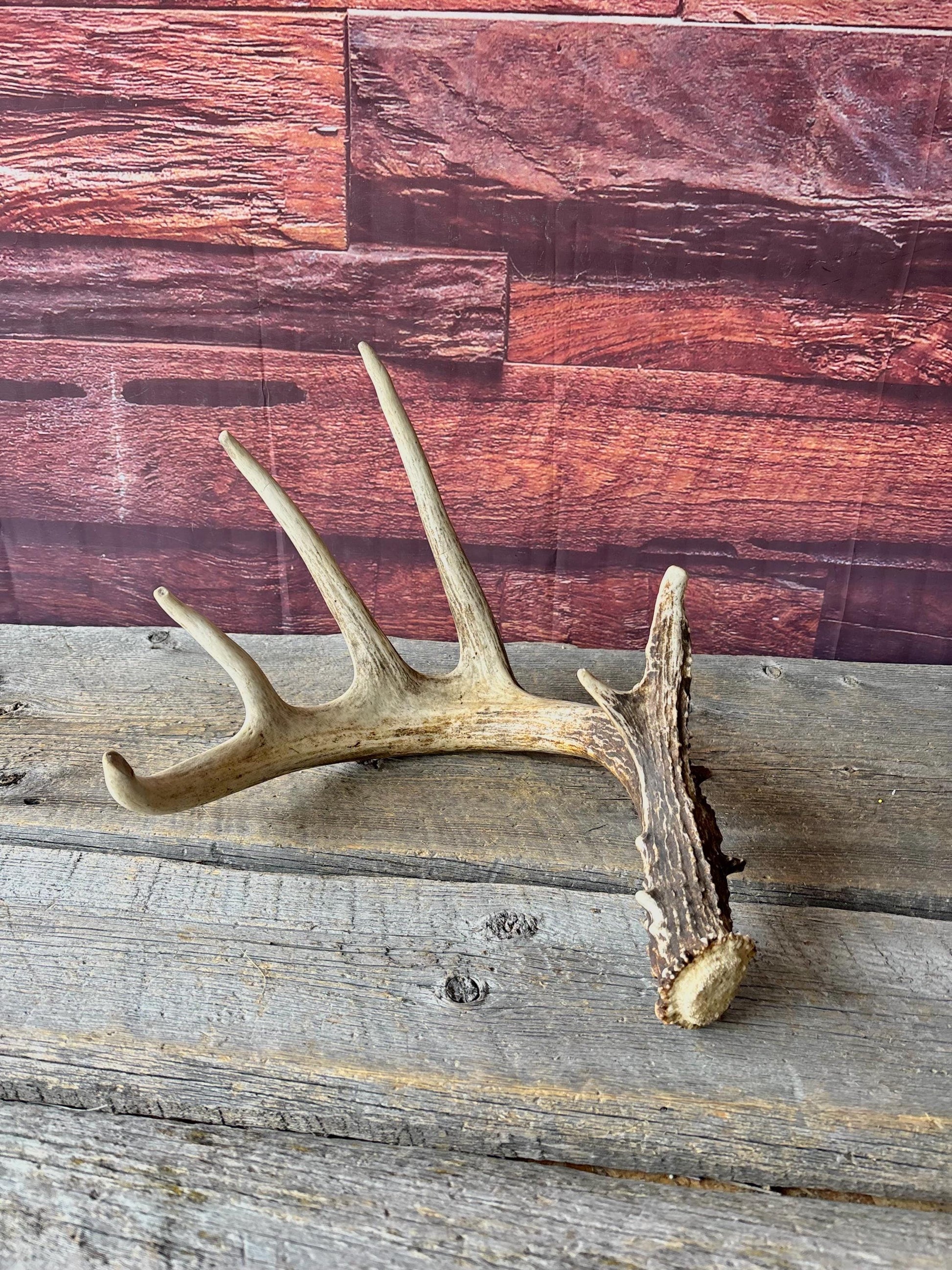 Incredible White-tailed deer Antler. Large, Deer Shed for Decor, Design, Crafting and More!