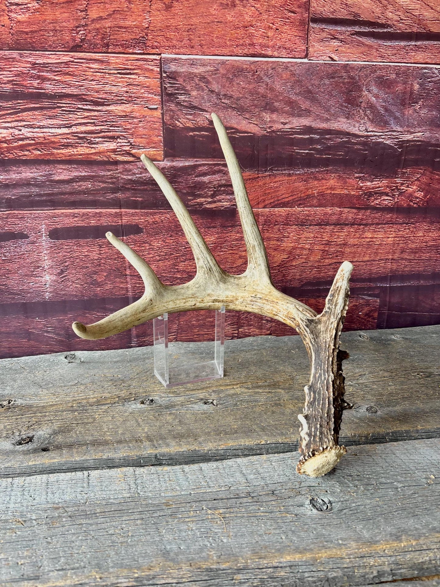 Incredible White-tailed deer Antler. Large, Deer Shed for Decor, Design, Crafting and More!