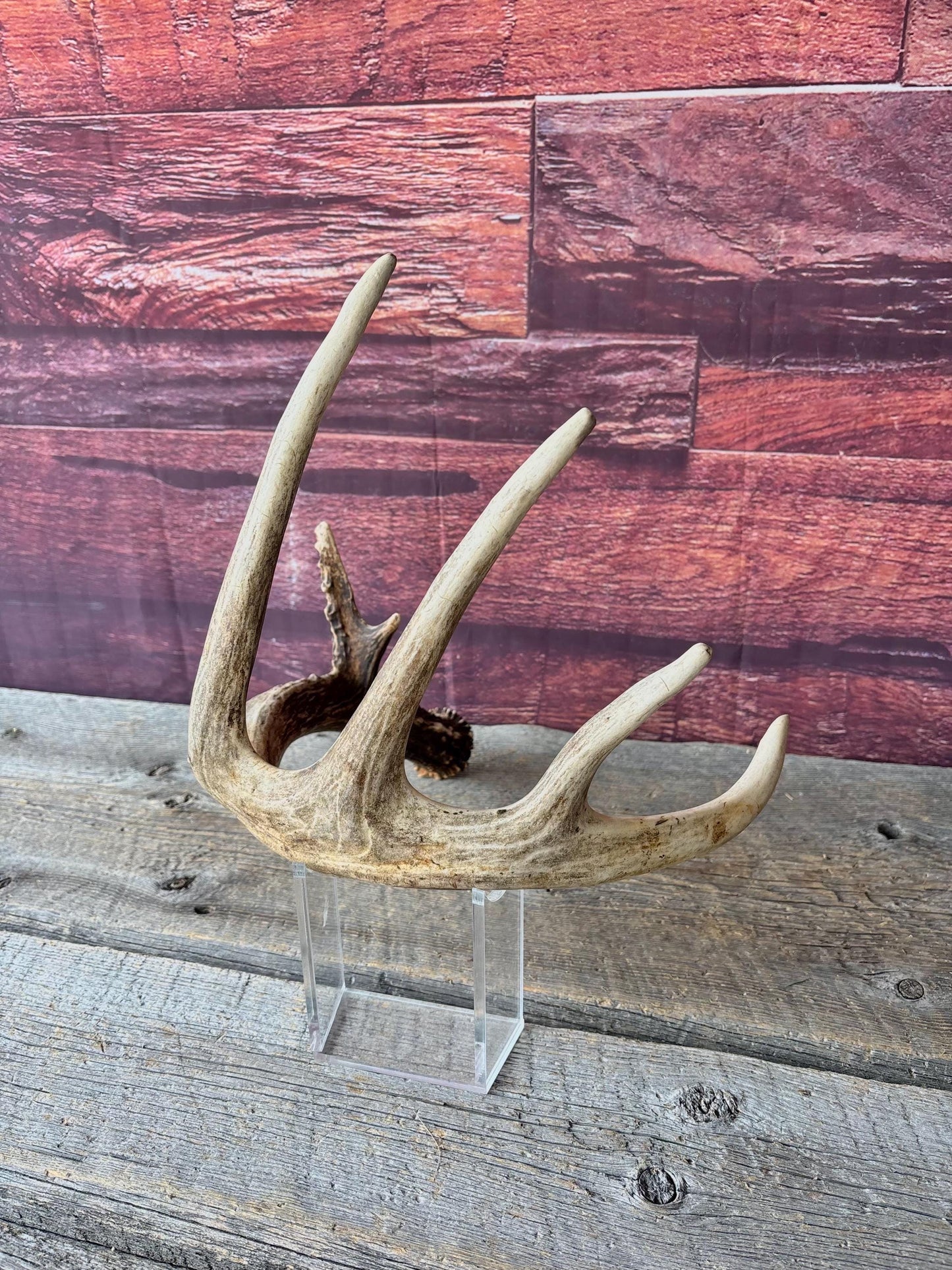 Incredible White-tailed deer Antler. Large, Deer Shed for Decor, Design, Crafting and More!