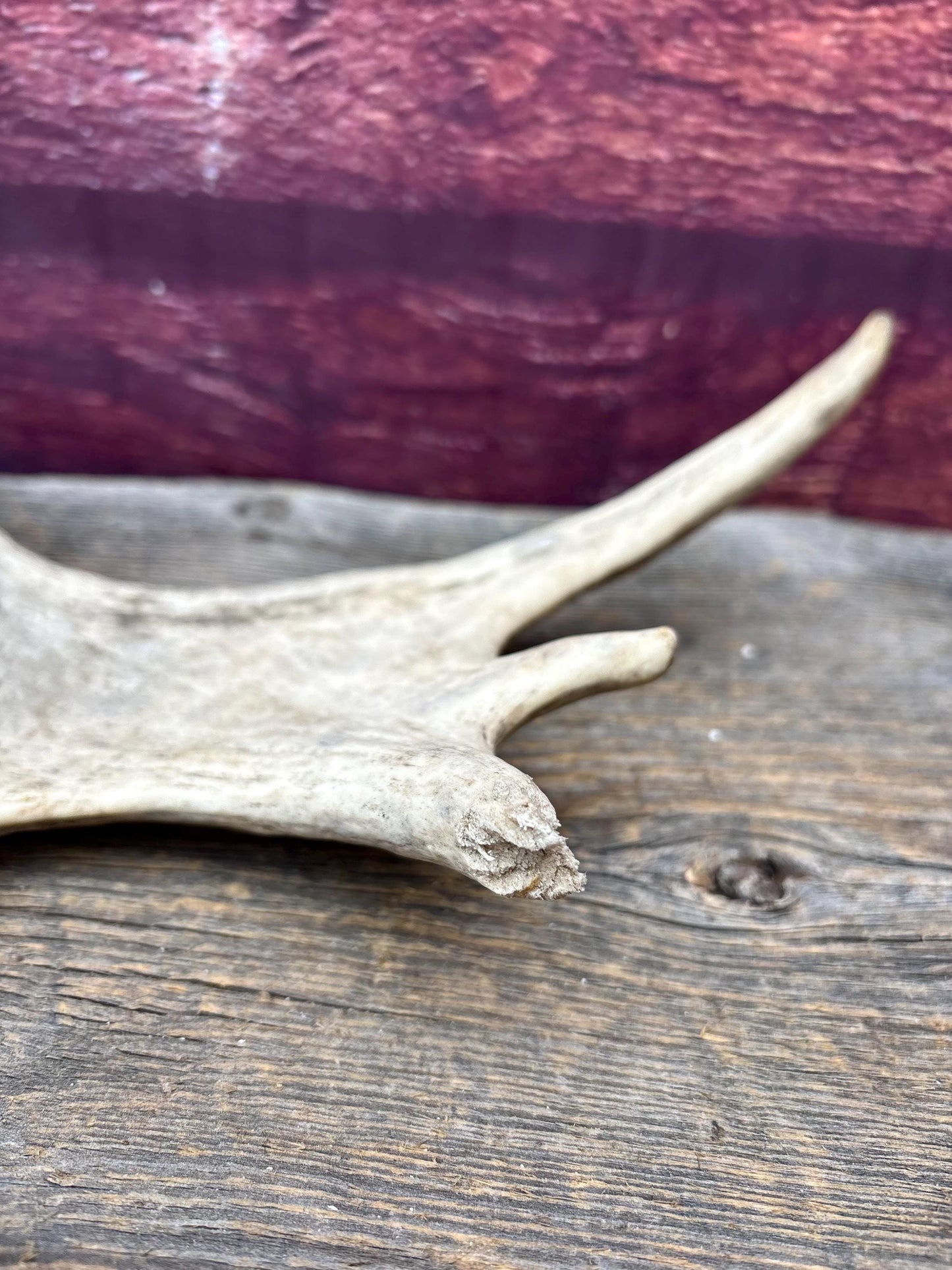 Small Moose Antler. Fresh. For crafting, decor and more