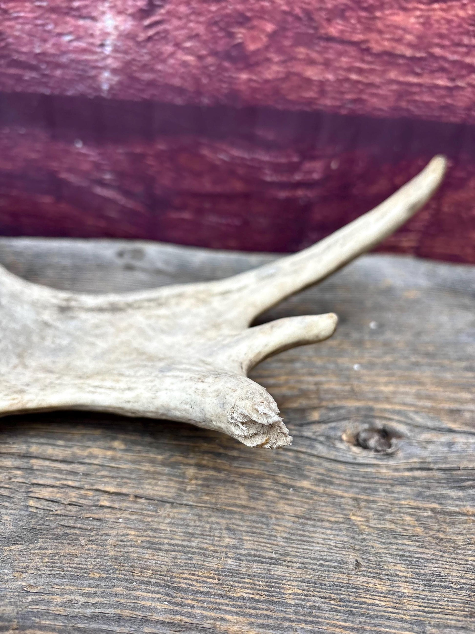 Small Moose Antler. Fresh. For crafting, decor and more
