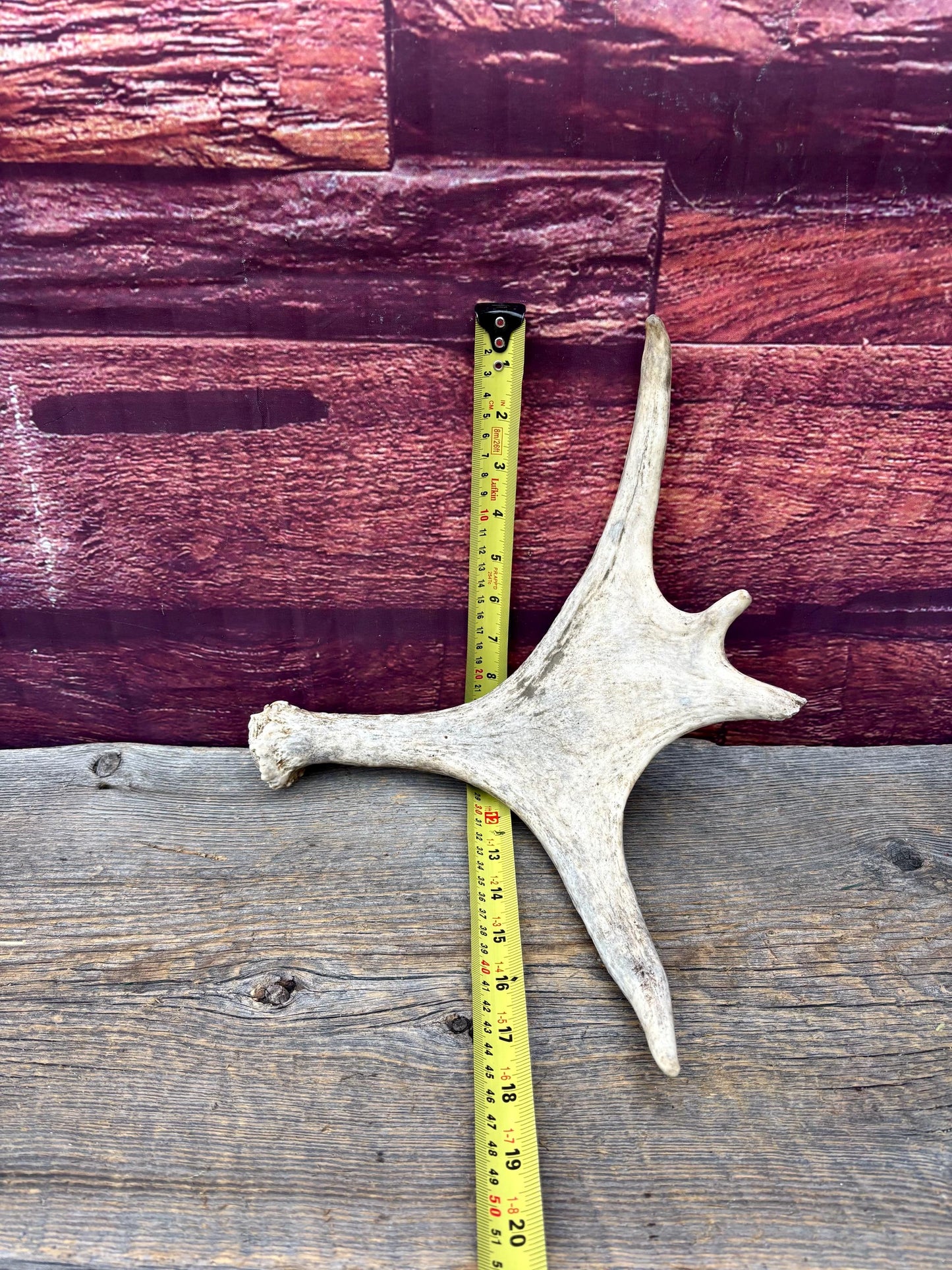 Small Moose Antler. Fresh. For crafting, decor and more
