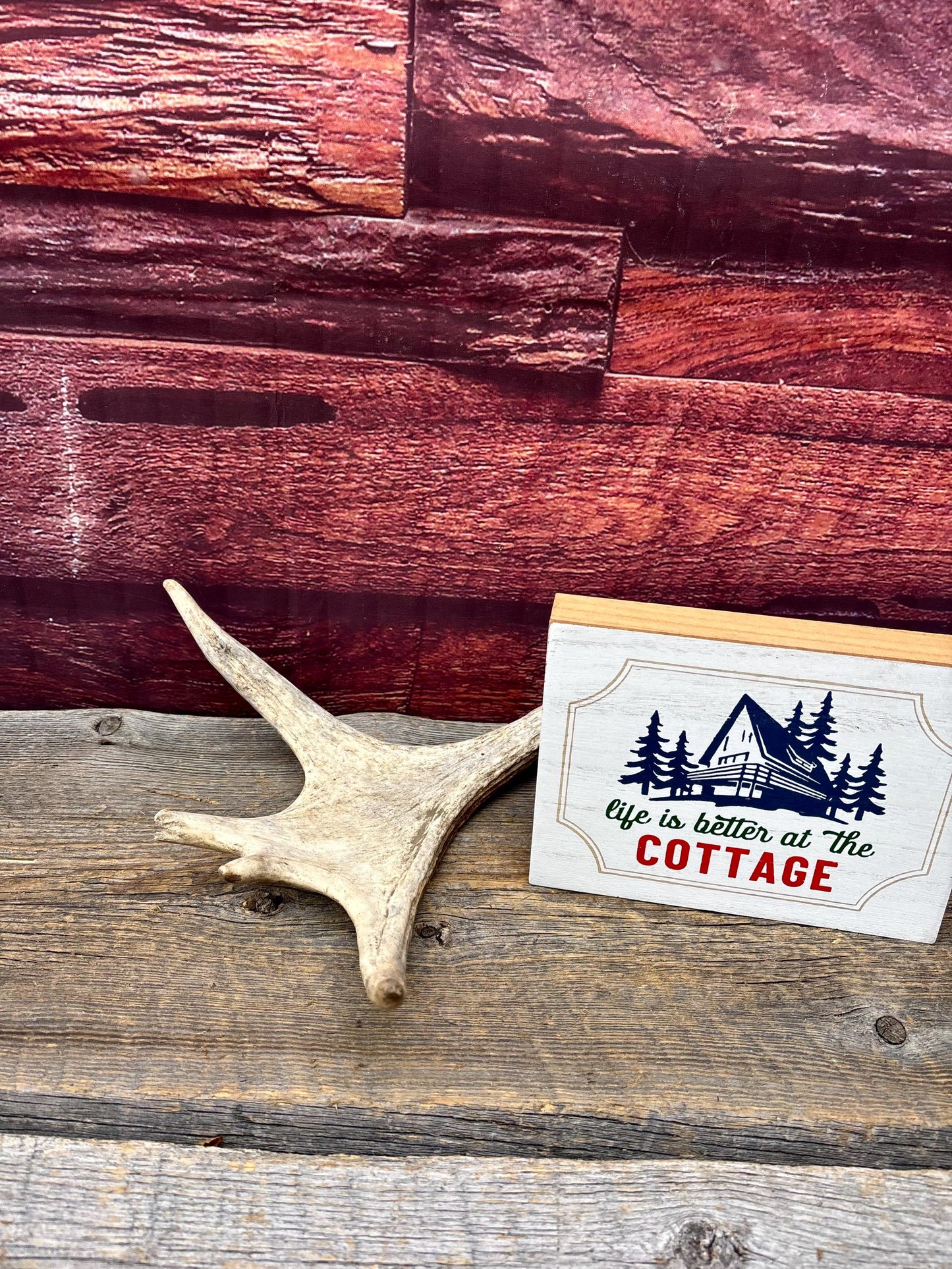 Small Moose Antler. Fresh. For crafting, decor and more