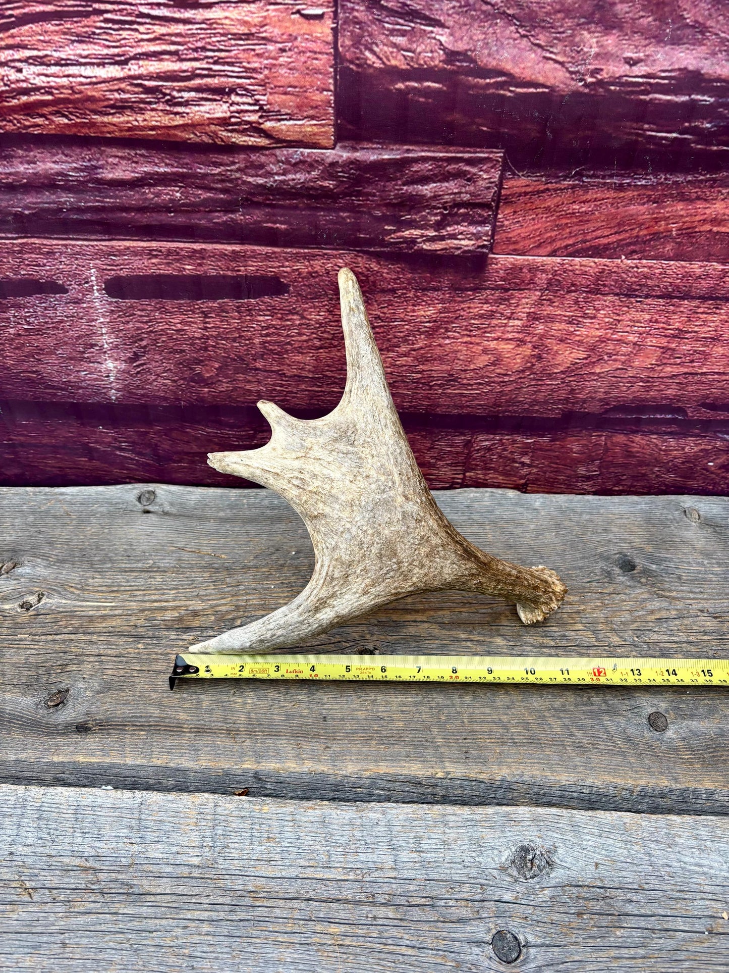 Small Moose Antler. Fresh. For crafting, decor and more