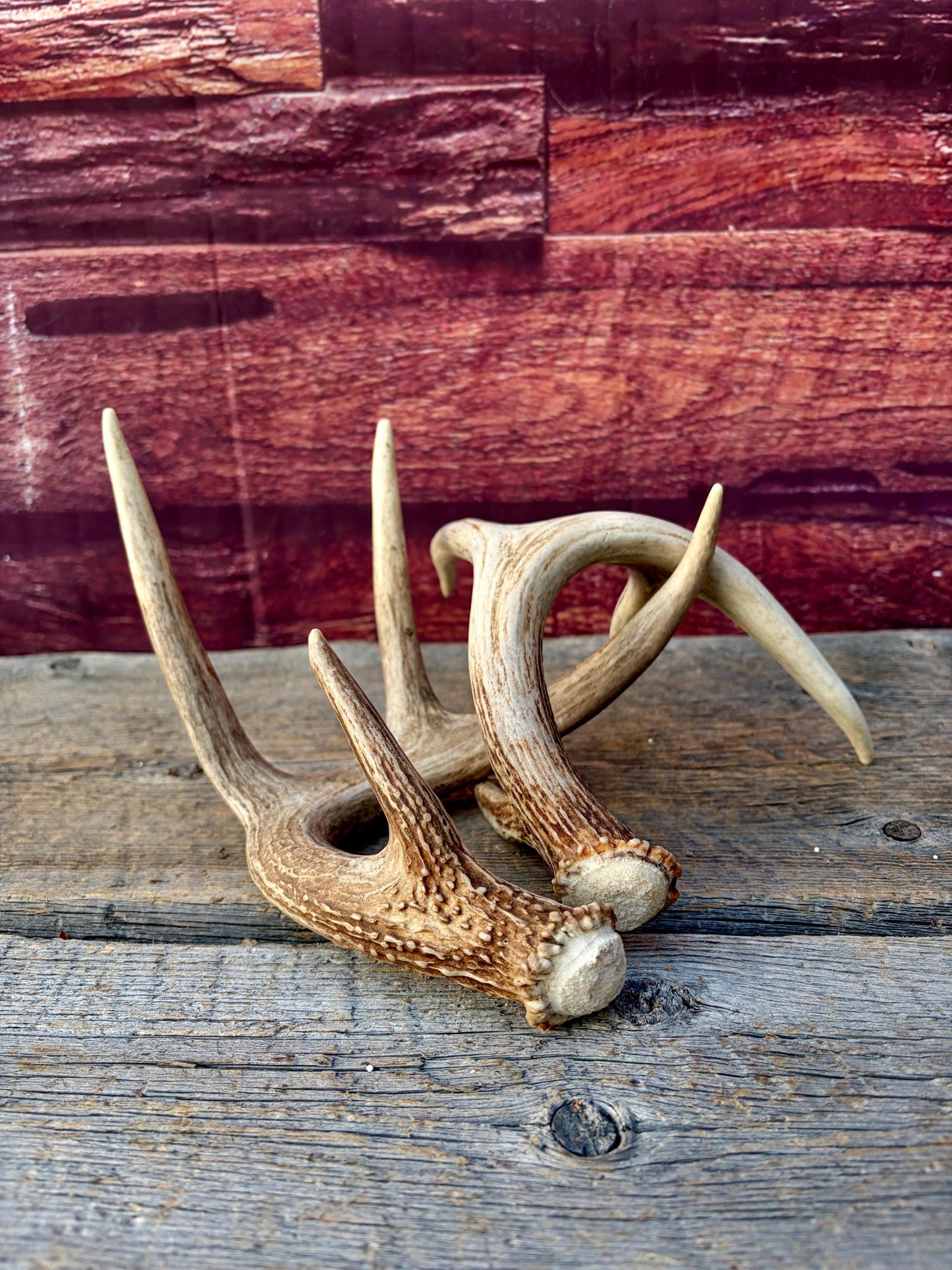 Matched White-Tailed Deer Antlers: Freshly Shed, small 8-Point set.