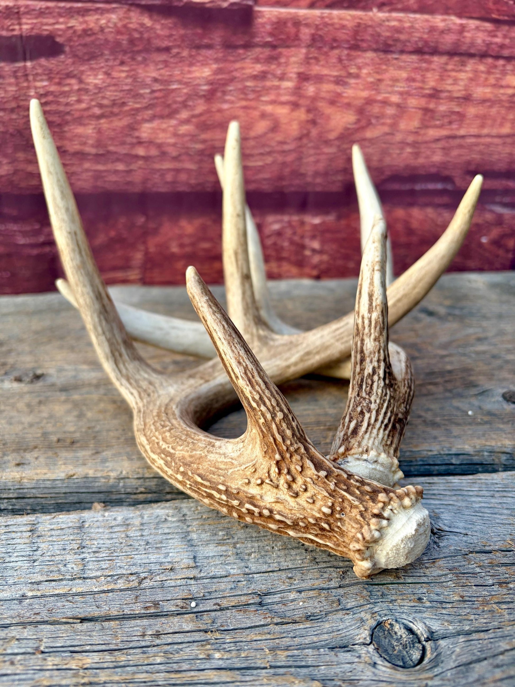 Matched White-Tailed Deer Antlers: Freshly Shed, small 8-Point set.