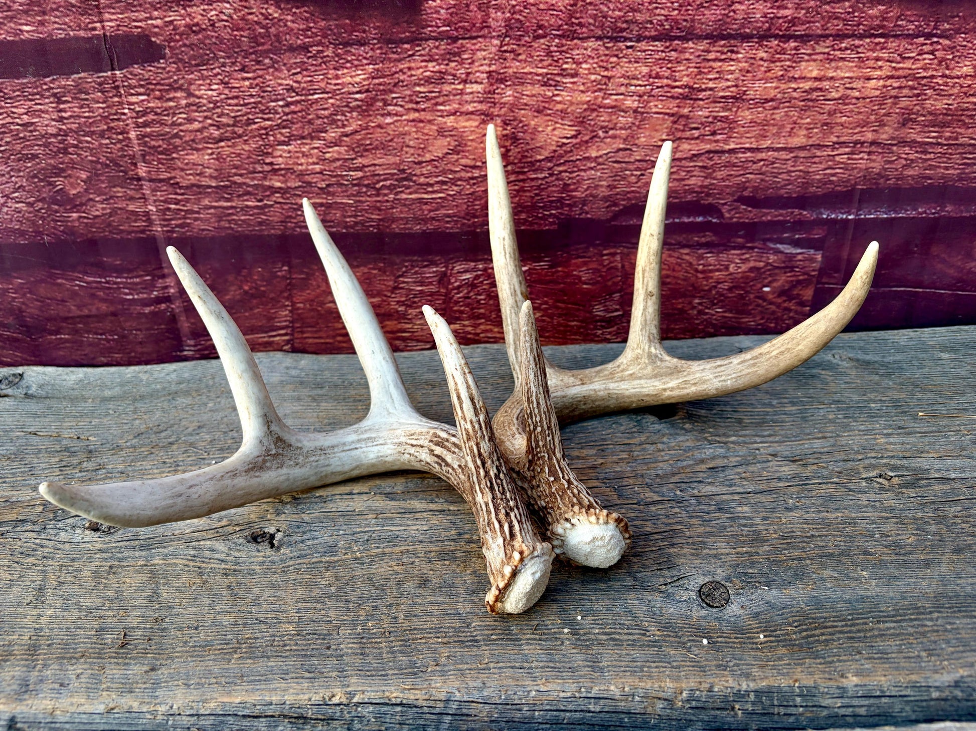 Matched White-Tailed Deer Antlers: Freshly Shed, small 8-Point set.
