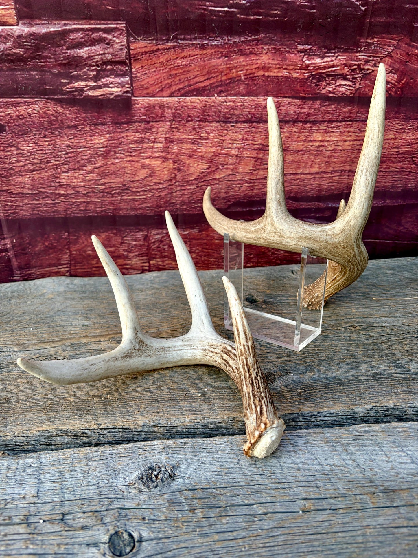 Matched White-Tailed Deer Antlers: Freshly Shed, small 8-Point set.