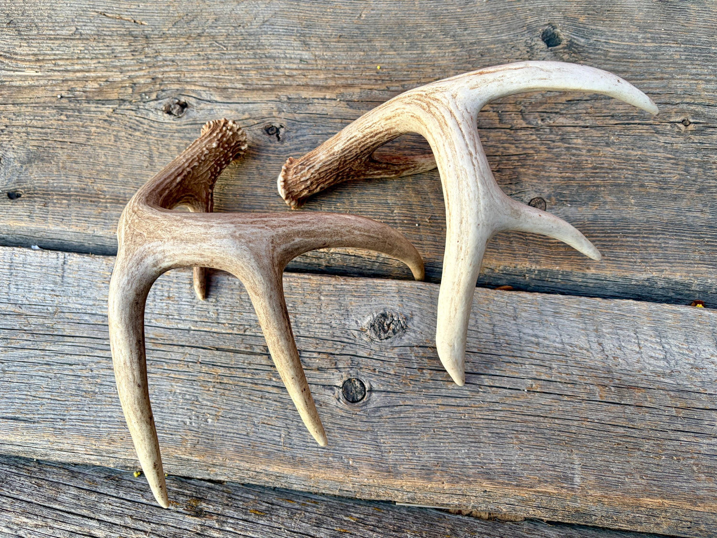 Matched White-Tailed Deer Antlers: Freshly Shed, small 8-Point set.