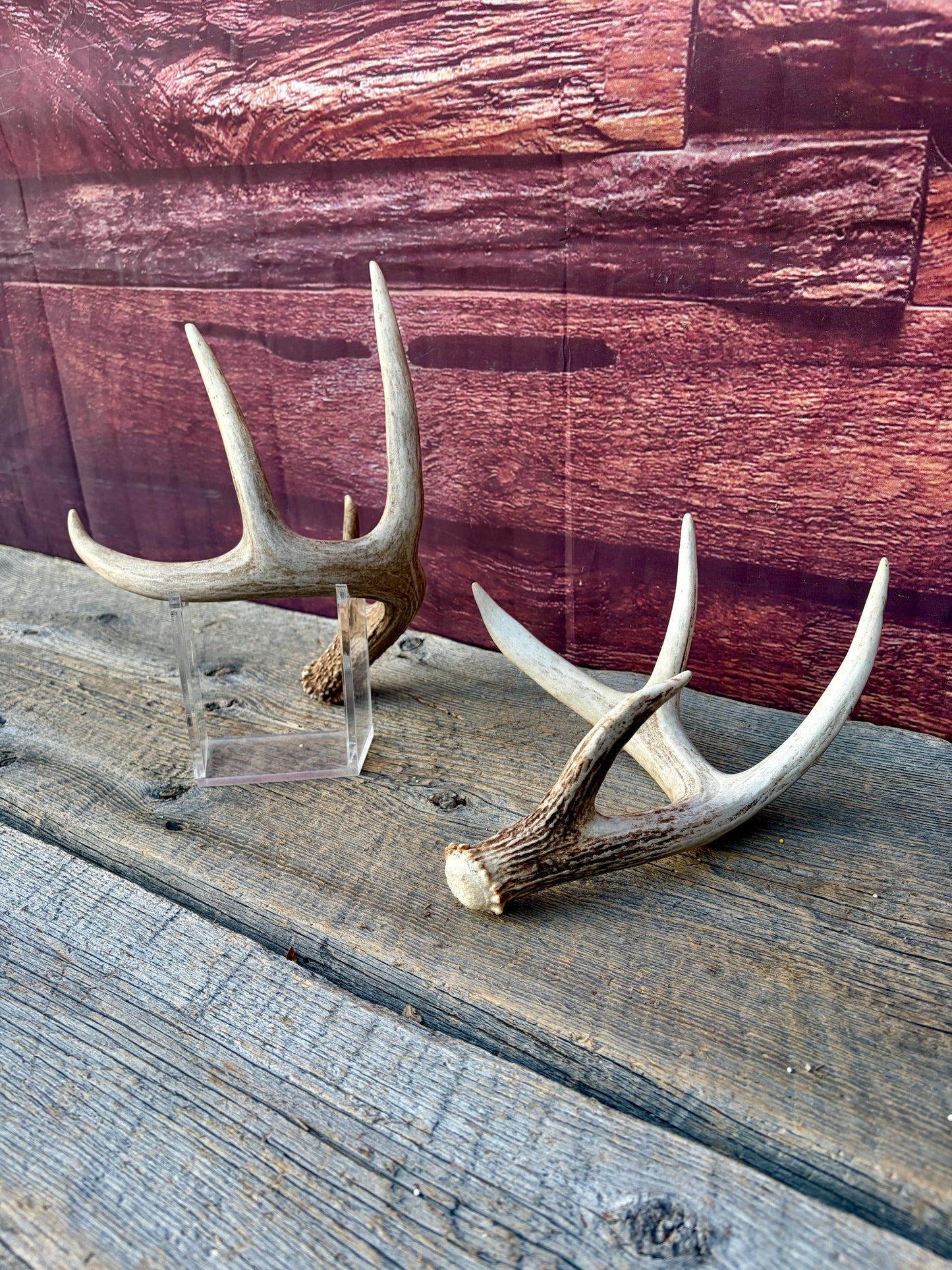 Matched White-Tailed Deer Antlers: Freshly Shed, small 8-Point set.