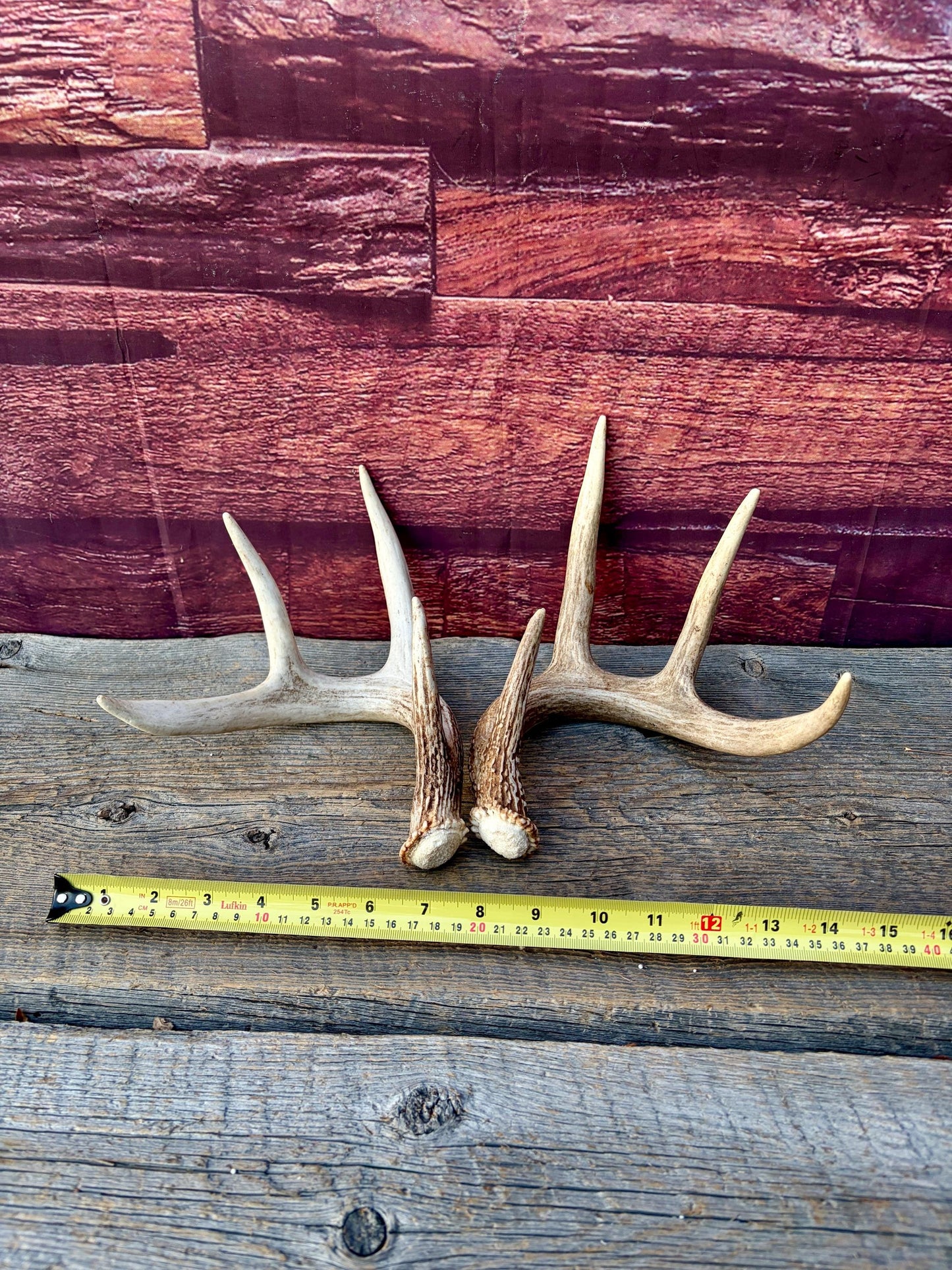 Matched White-Tailed Deer Antlers: Freshly Shed, small 8-Point set.