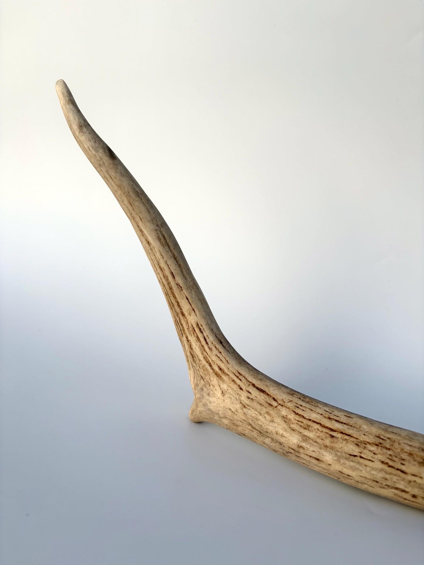 Small Elk Antler. Elk Antler for Decor, Crafting, Pets and More