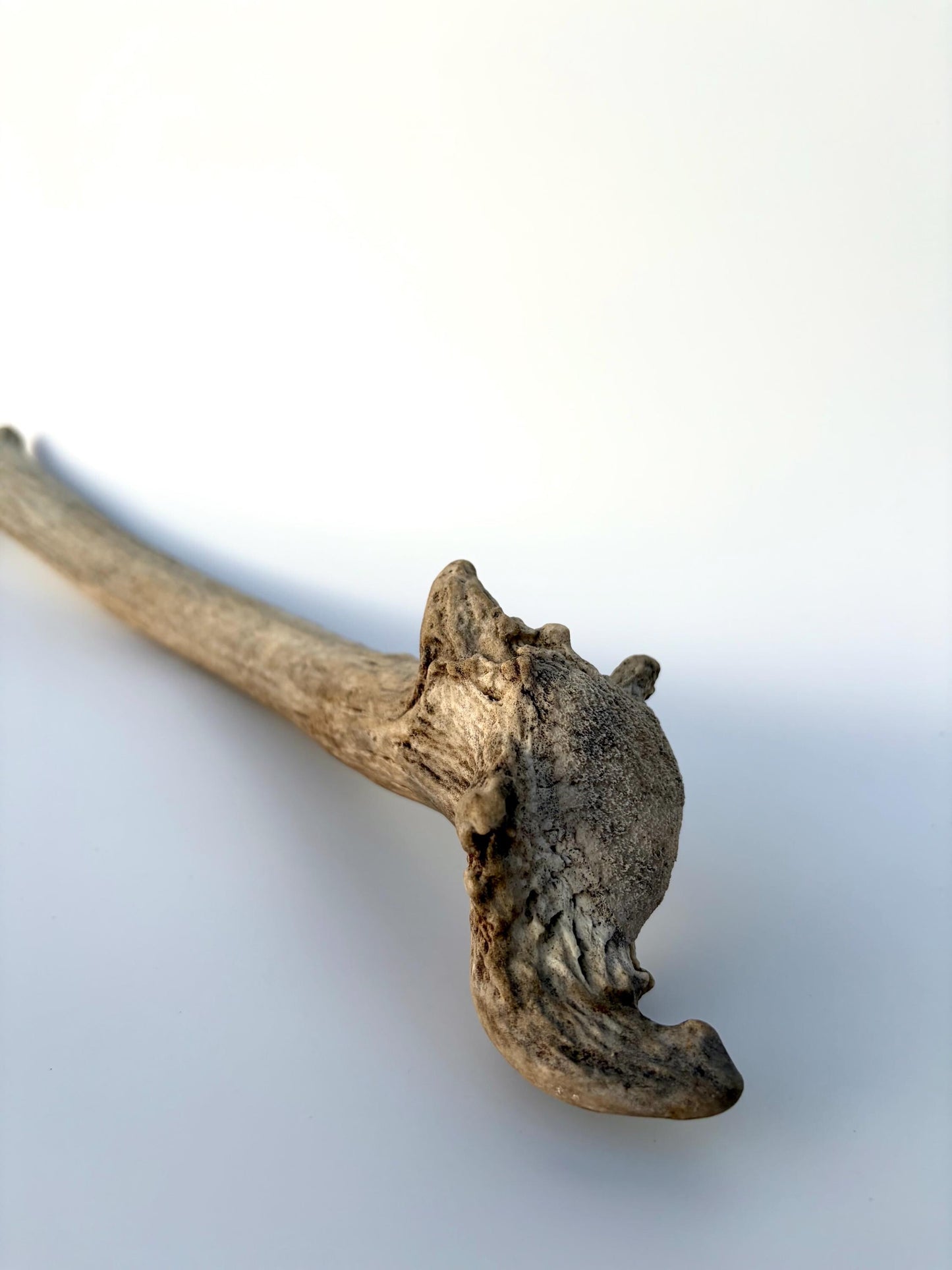 Small Elk Antler. Elk Antler for Decor, Crafting, Pets and More