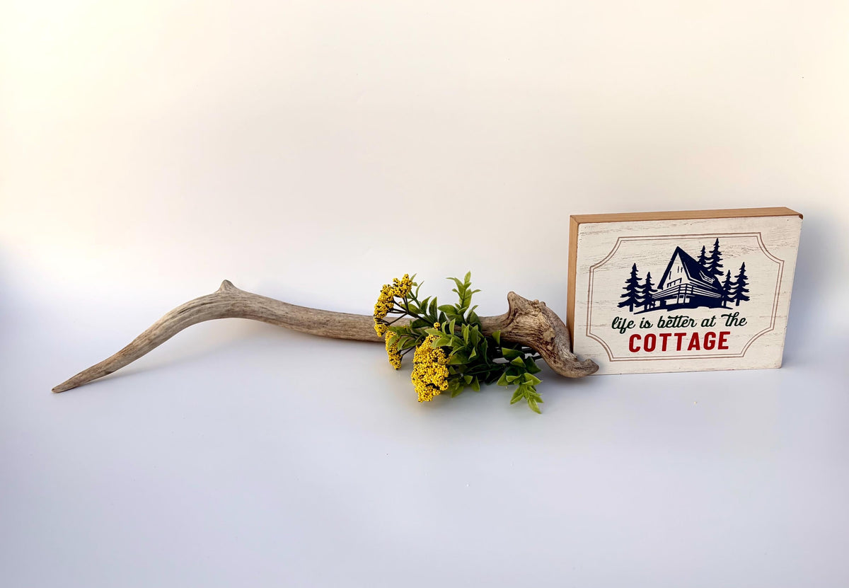 Small Elk Antler. Elk Antler for Decor, Crafting, Pets and More
