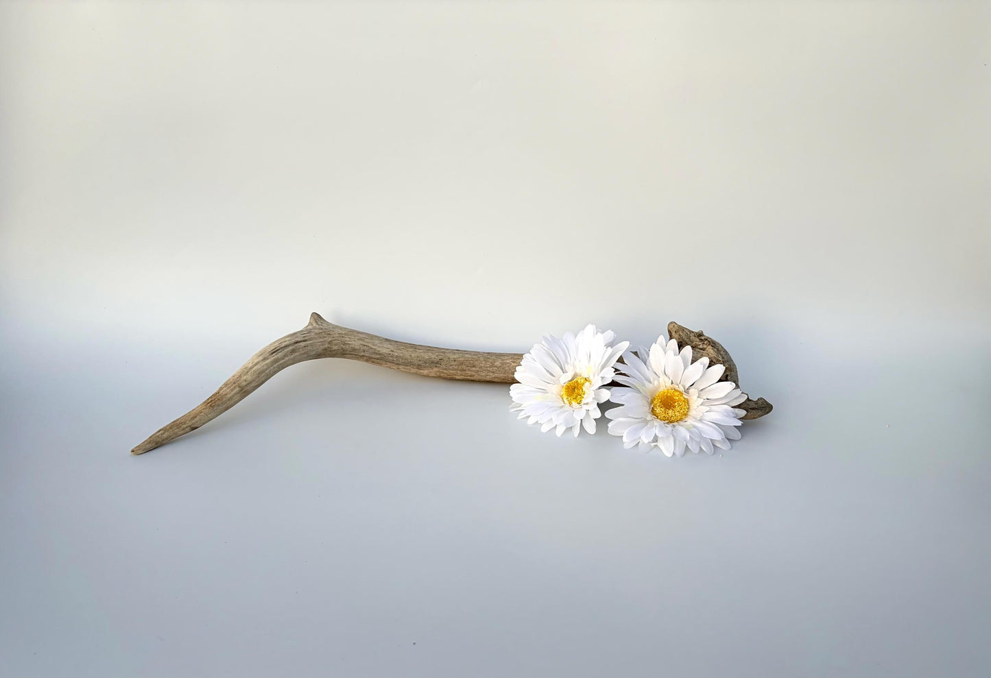 Small Elk Antler. Elk Antler for Decor, Crafting, Pets and More