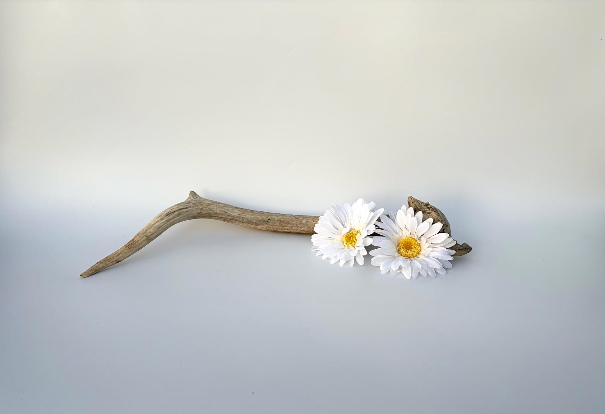 Small Elk Antler. Elk Antler for Decor, Crafting, Pets and More
