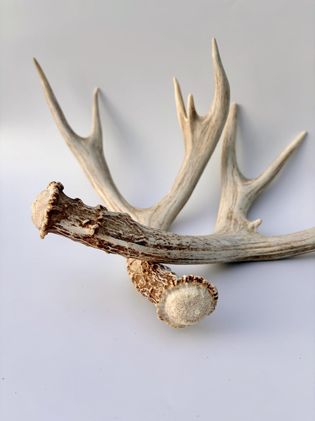 Mule Deer Antlers. Matching Brown Set. Decor, design, crafting and more!
