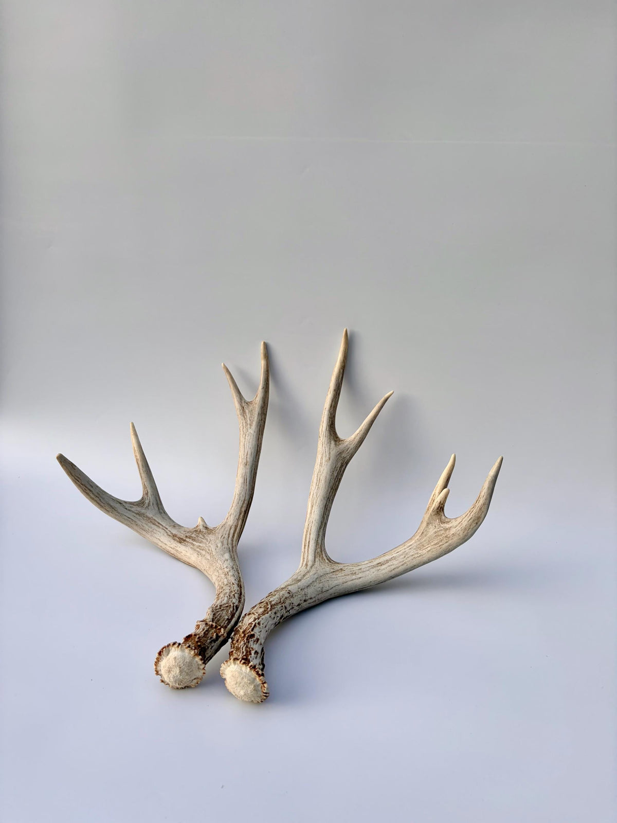 Mule Deer Antlers. Matching Brown Set. Decor, design, crafting and more!