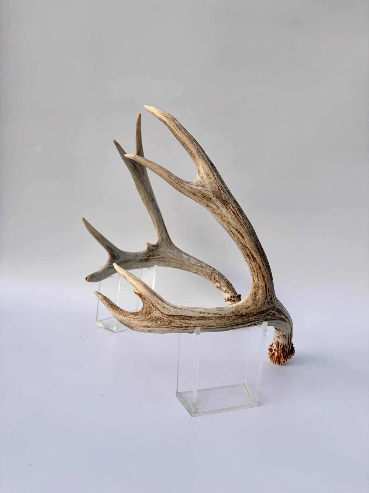 Mule Deer Antlers. Matching Brown Set. Decor, design, crafting and more!