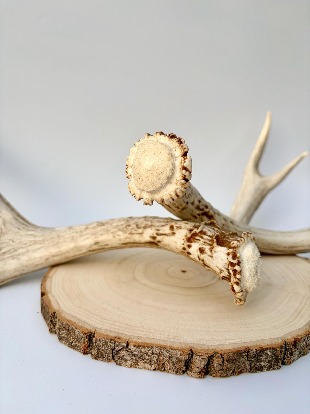 Mule Deer Antlers. Matching Brown Set. Decor, design, crafting and more!