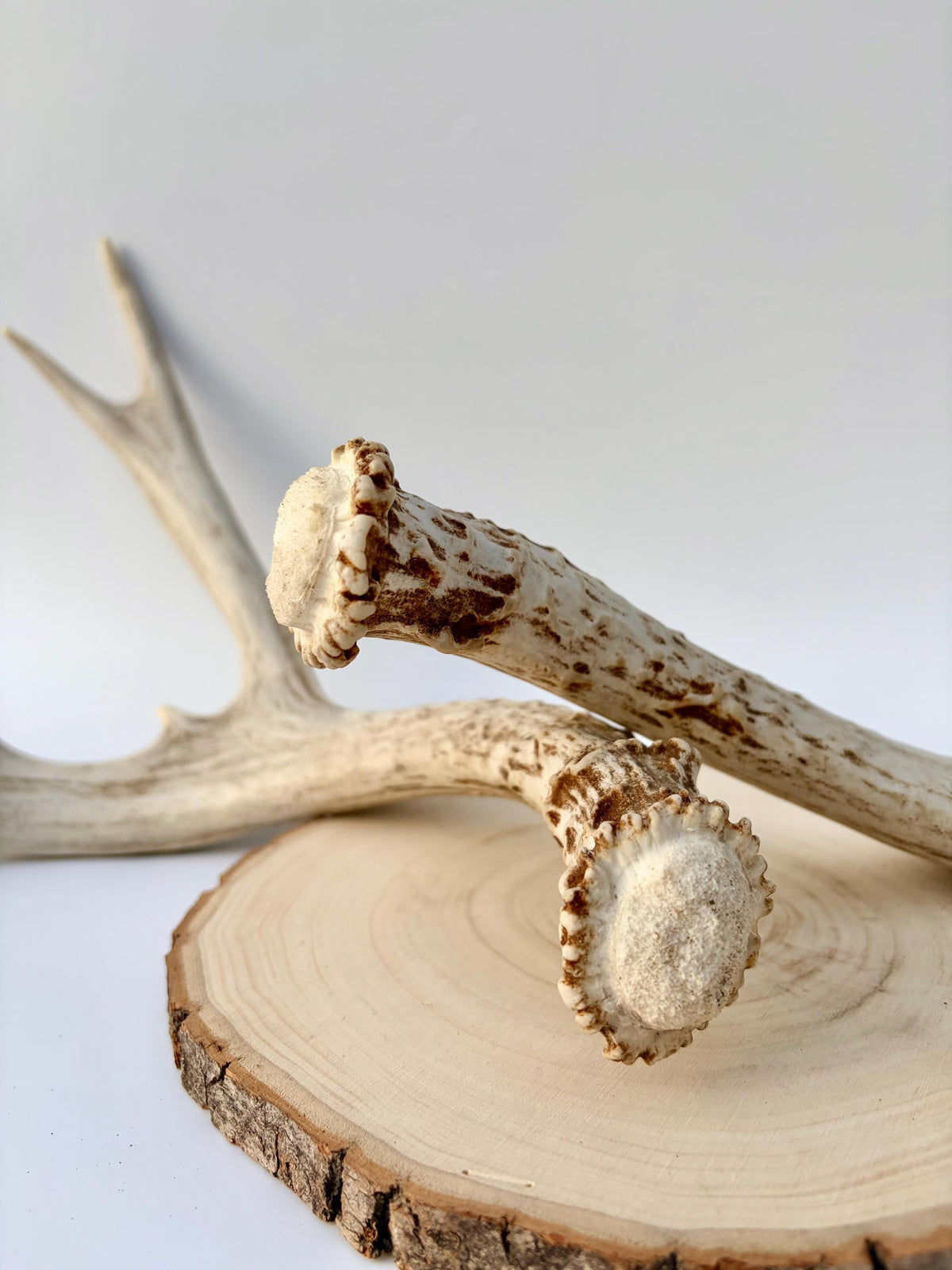 Mule Deer Antlers. Matching Brown Set. Decor, design, crafting and more!