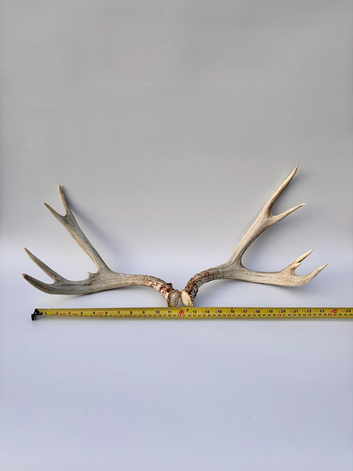 Mule Deer Antlers. Matching Brown Set. Decor, design, crafting and more!