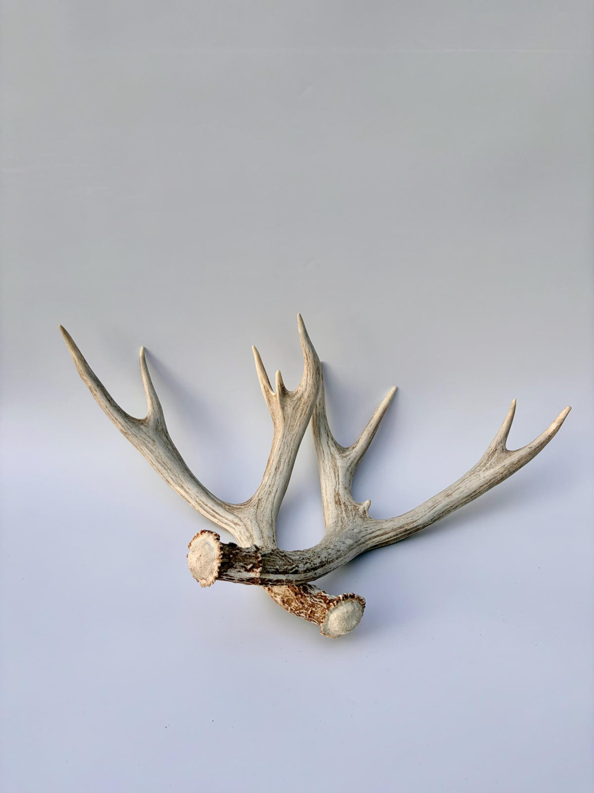 Mule Deer Antlers. Matching Brown Set. Decor, design, crafting and more!