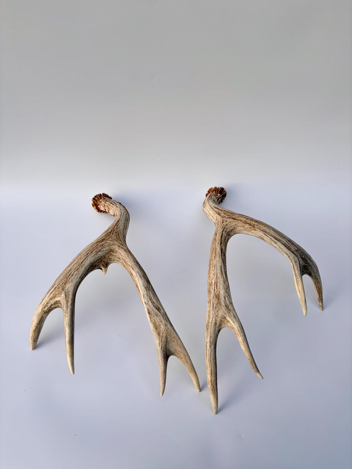 Mule Deer Antlers. Matching Brown Set. Decor, design, crafting and more!