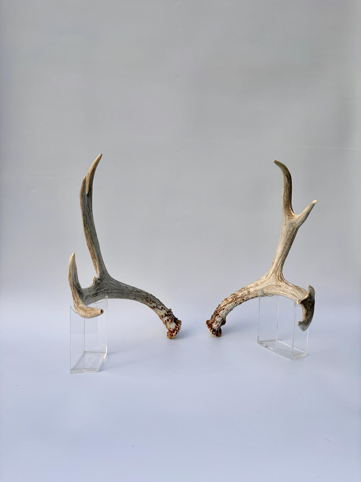 Mule Deer Antlers. Matching Brown Set. Decor, design, crafting and more!