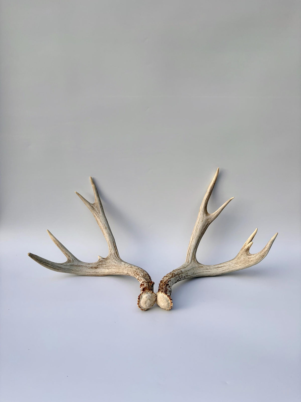 Mule Deer Antlers. Matching Brown Set. Decor, design, crafting and more!