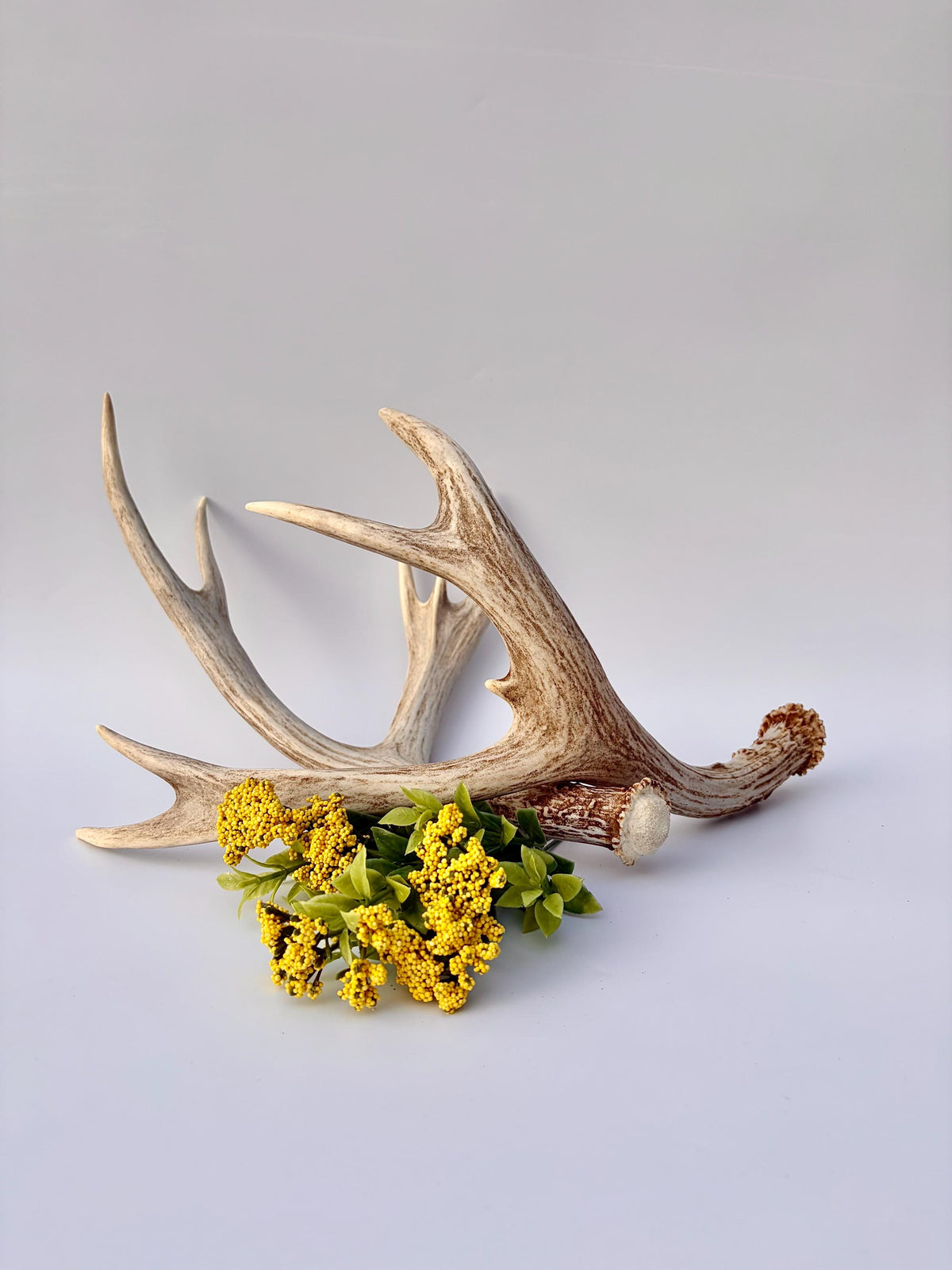 Mule Deer Antlers. Matching Brown Set. Decor, design, crafting and more!