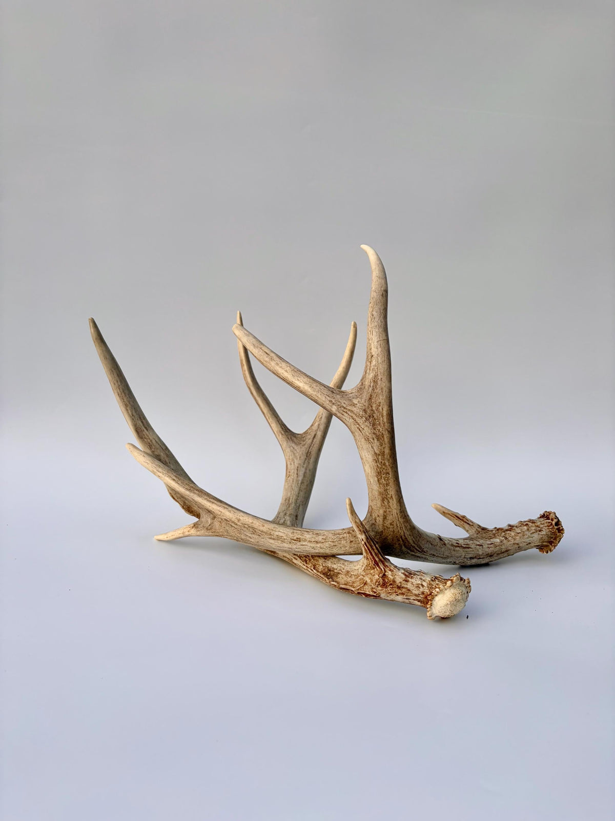 Mule Deer Antlers. Matching Brown Set. Decor, design, crafting and more!