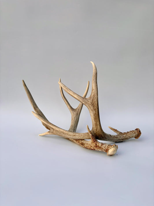 Mule Deer Antlers. Matching Brown Set. Decor, design, crafting and more!