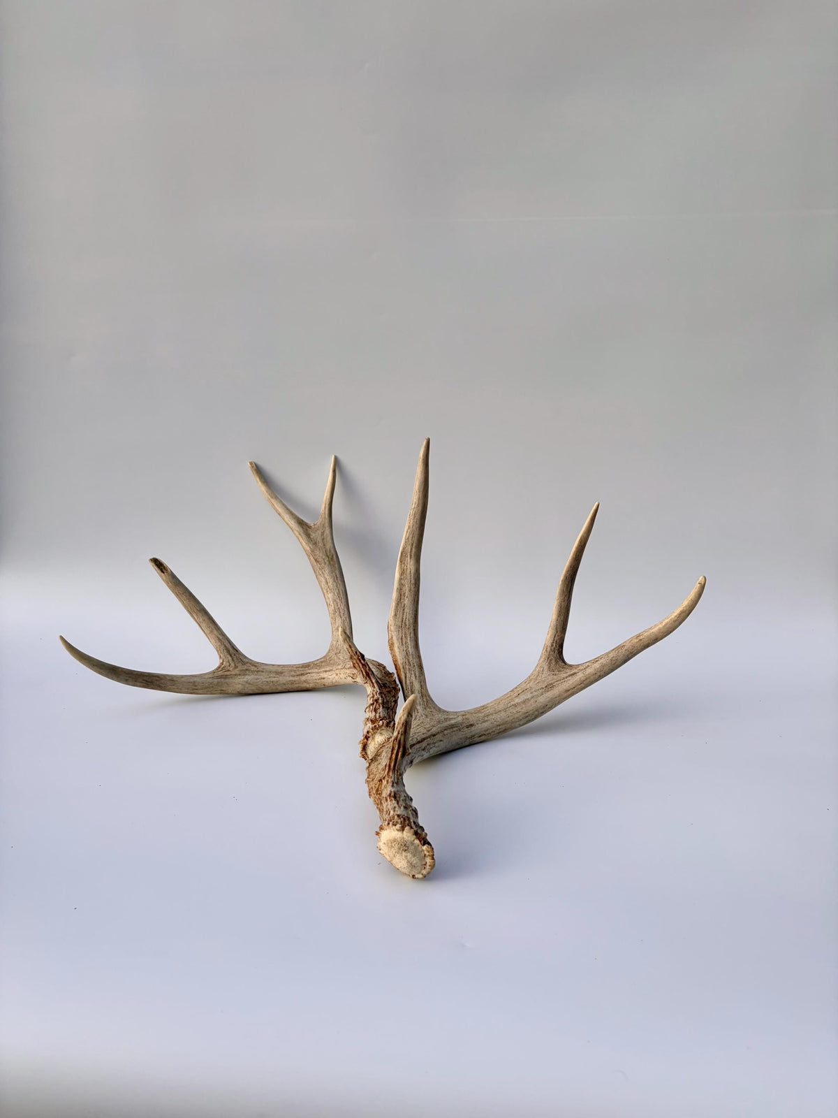 Mule Deer Antlers. Matching Brown Set. Decor, design, crafting and more!