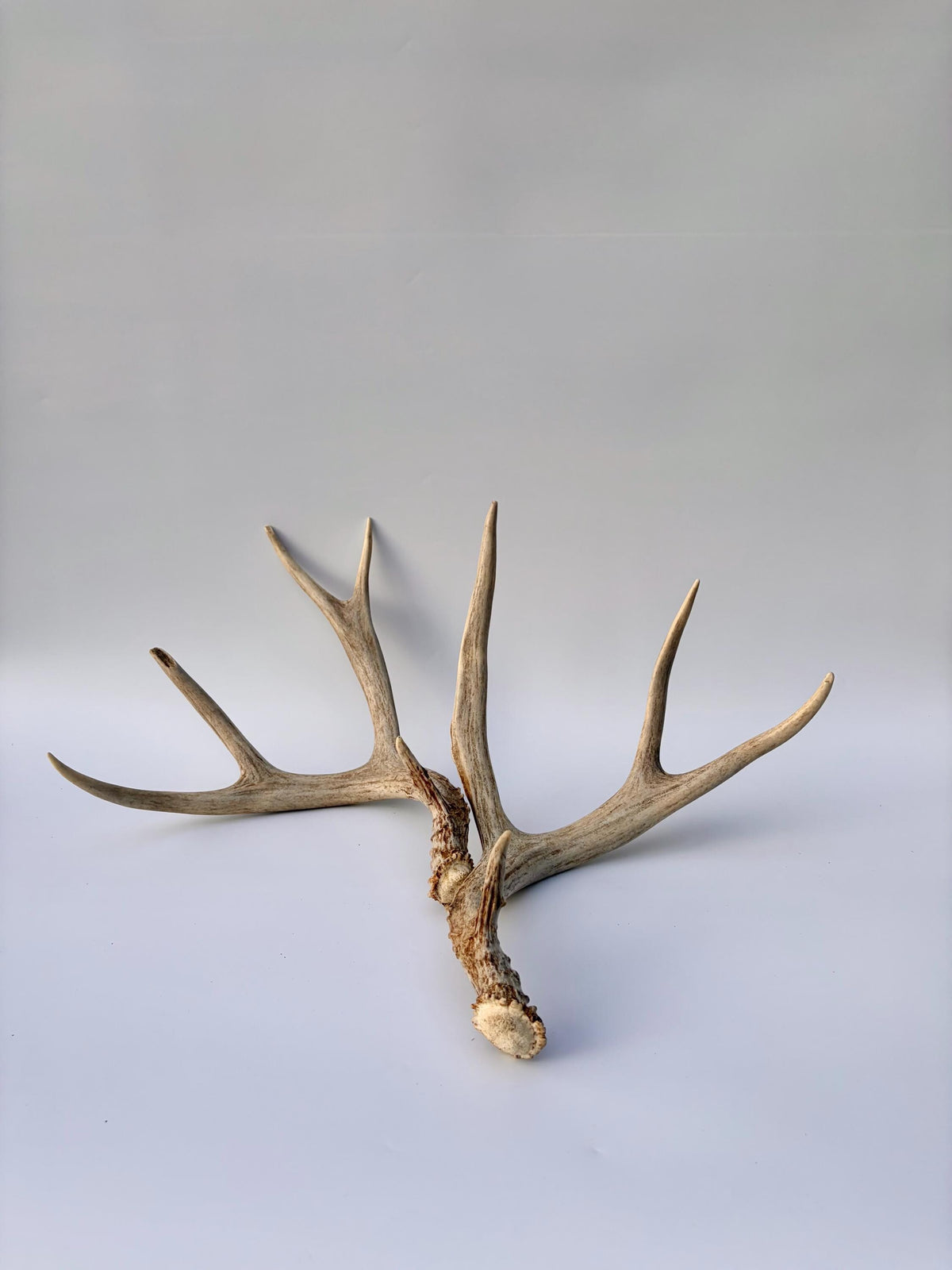 Mule Deer Antlers. Matching Brown Set. Decor, design, crafting and more!