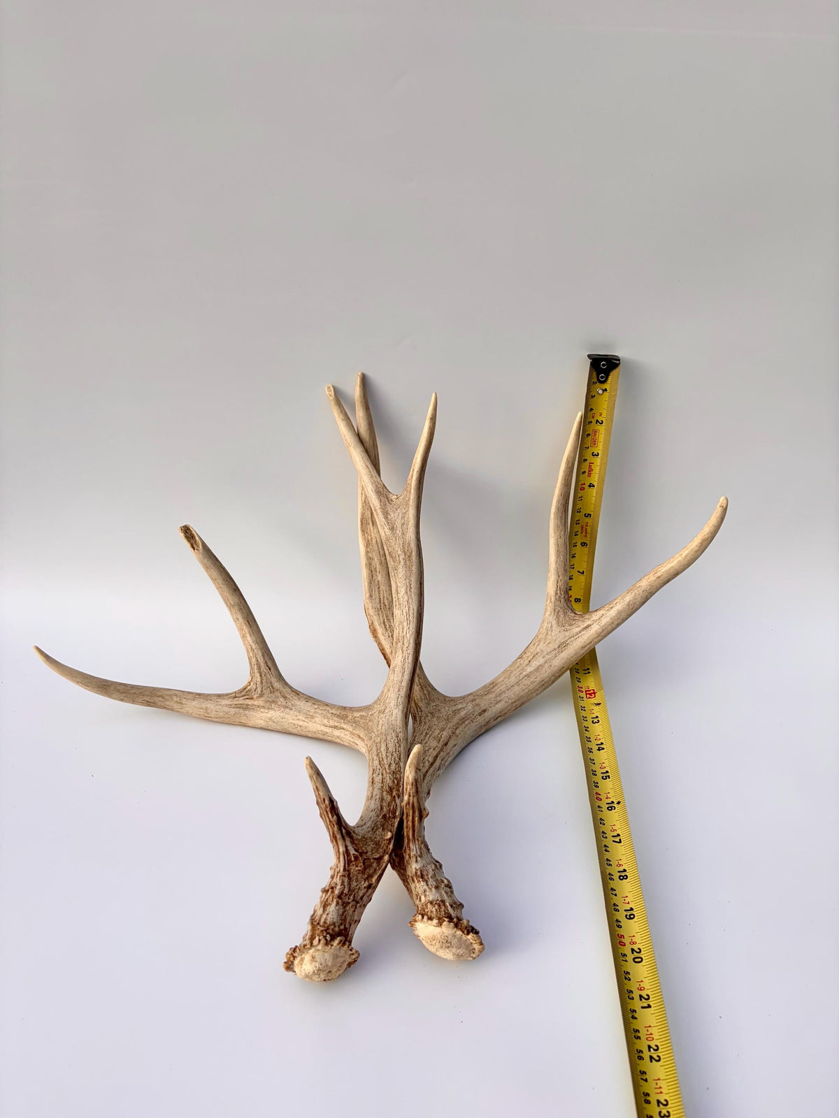 Mule Deer Antlers. Matching Brown Set. Decor, design, crafting and more!