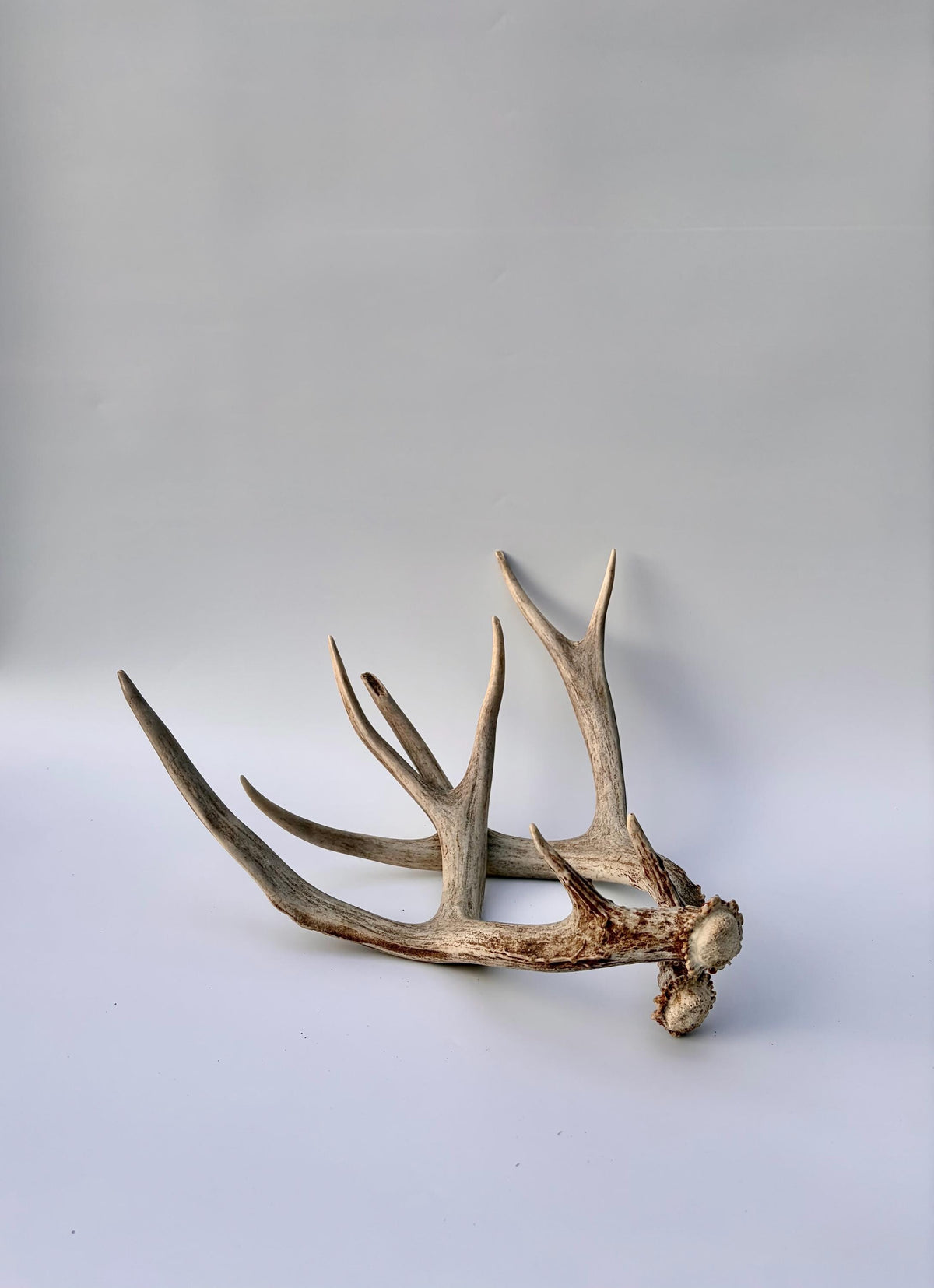Mule Deer Antlers. Matching Brown Set. Decor, design, crafting and more!