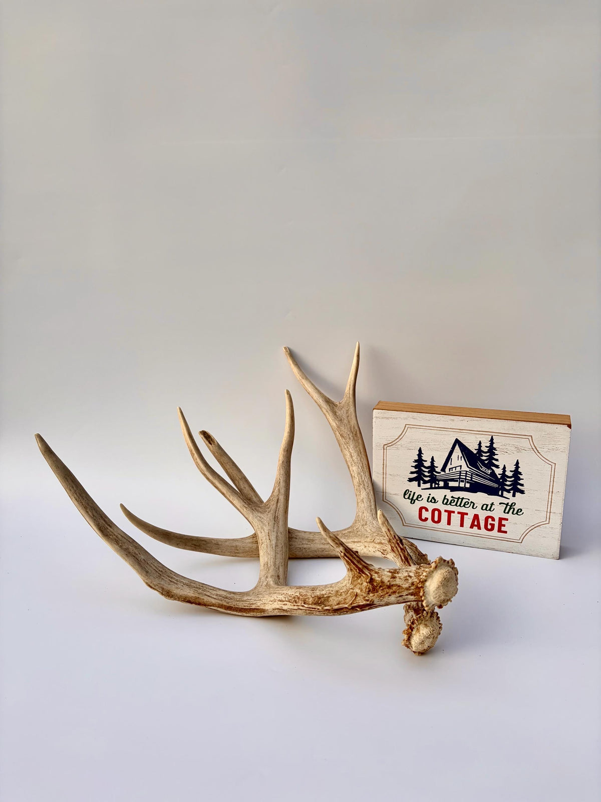 Mule Deer Antlers. Matching Brown Set. Decor, design, crafting and more!